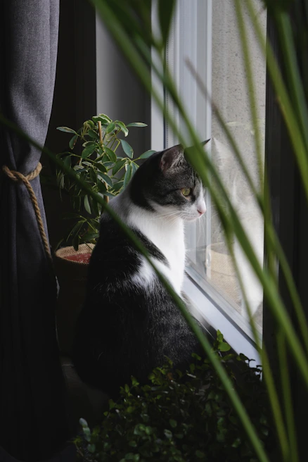 A curious tabby cat perched on a windowsill surrounded by lush green indoor plants