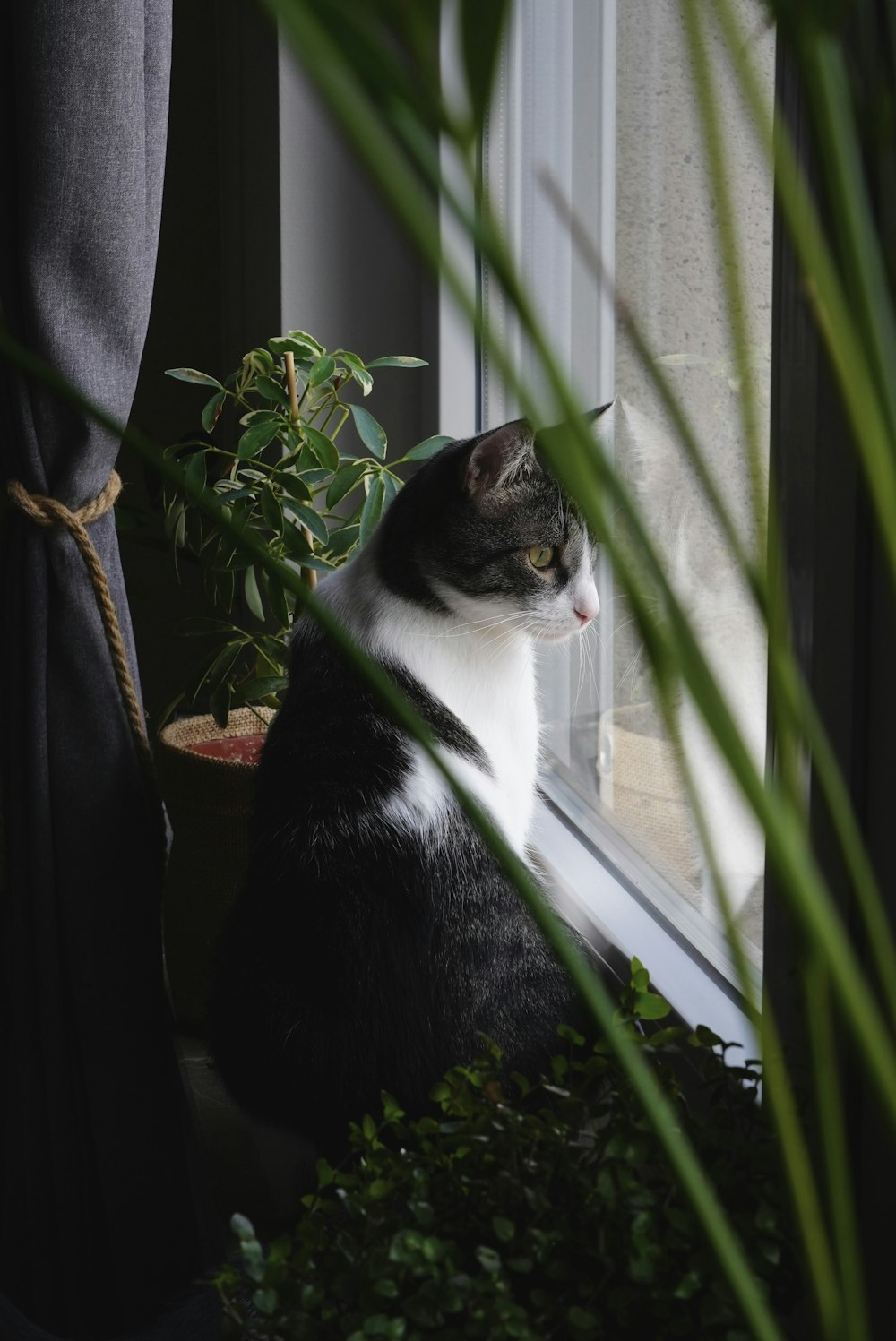 un chat assis sur le rebord d’une fenêtre