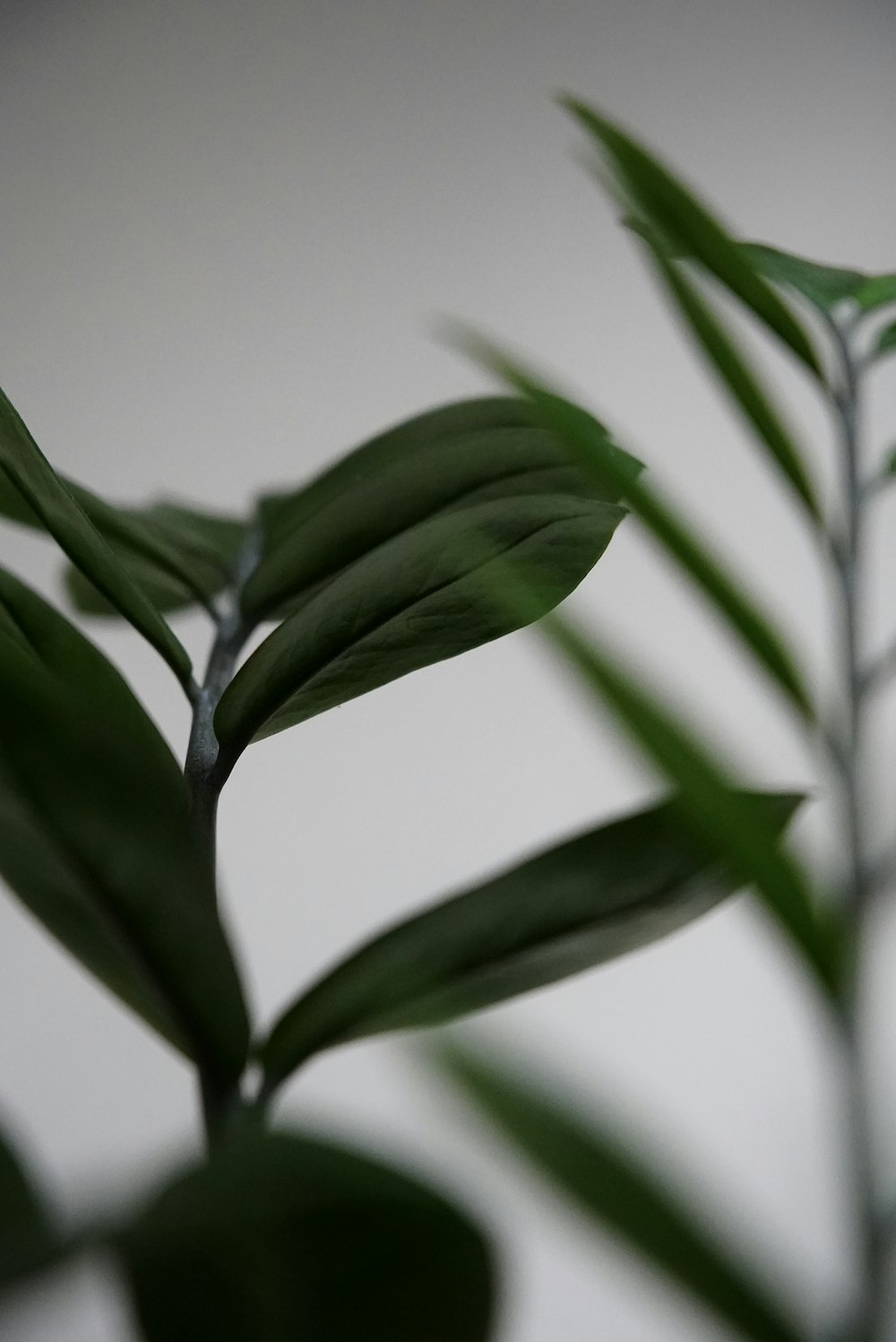 a close-up of a plant