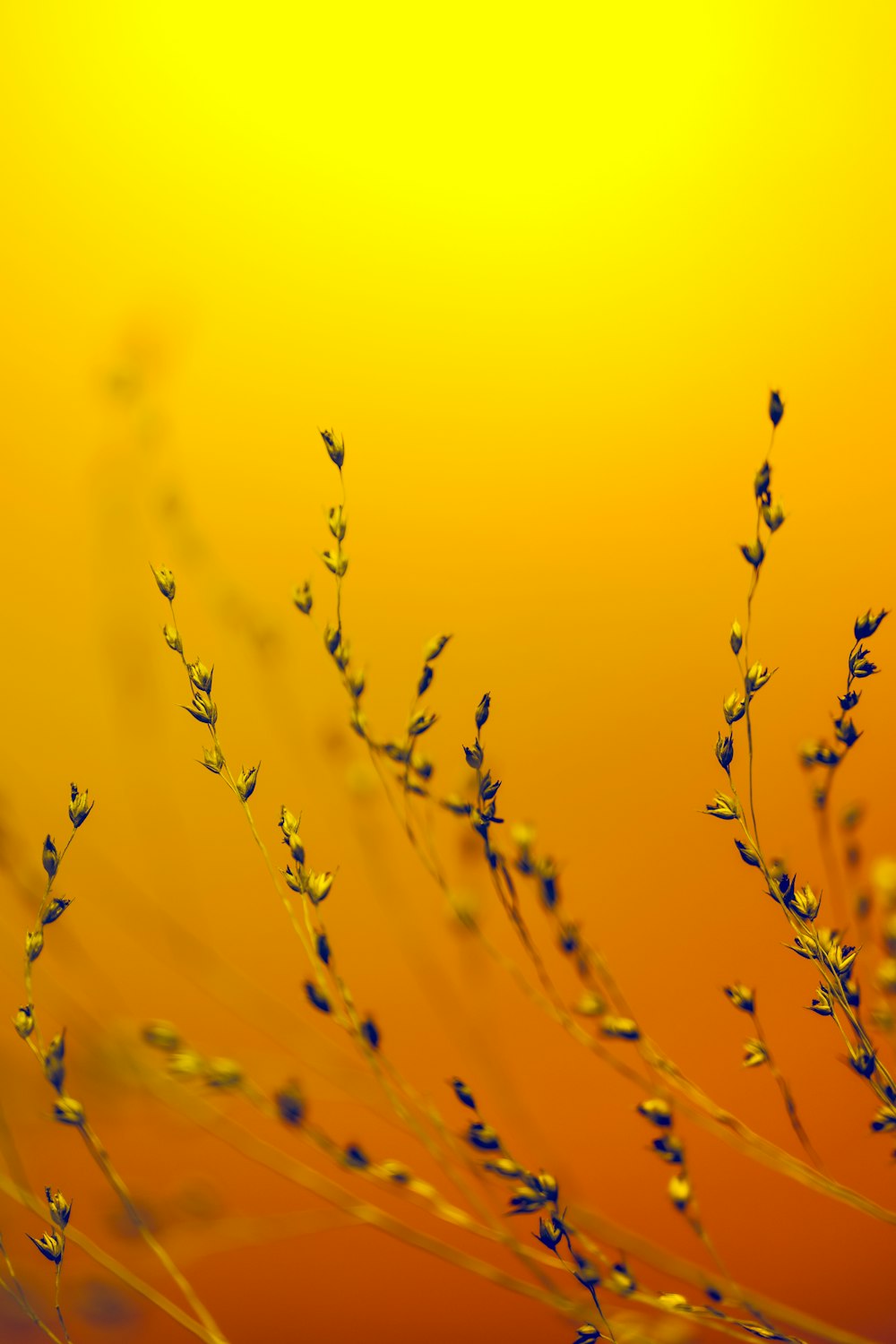 a close up of a plant