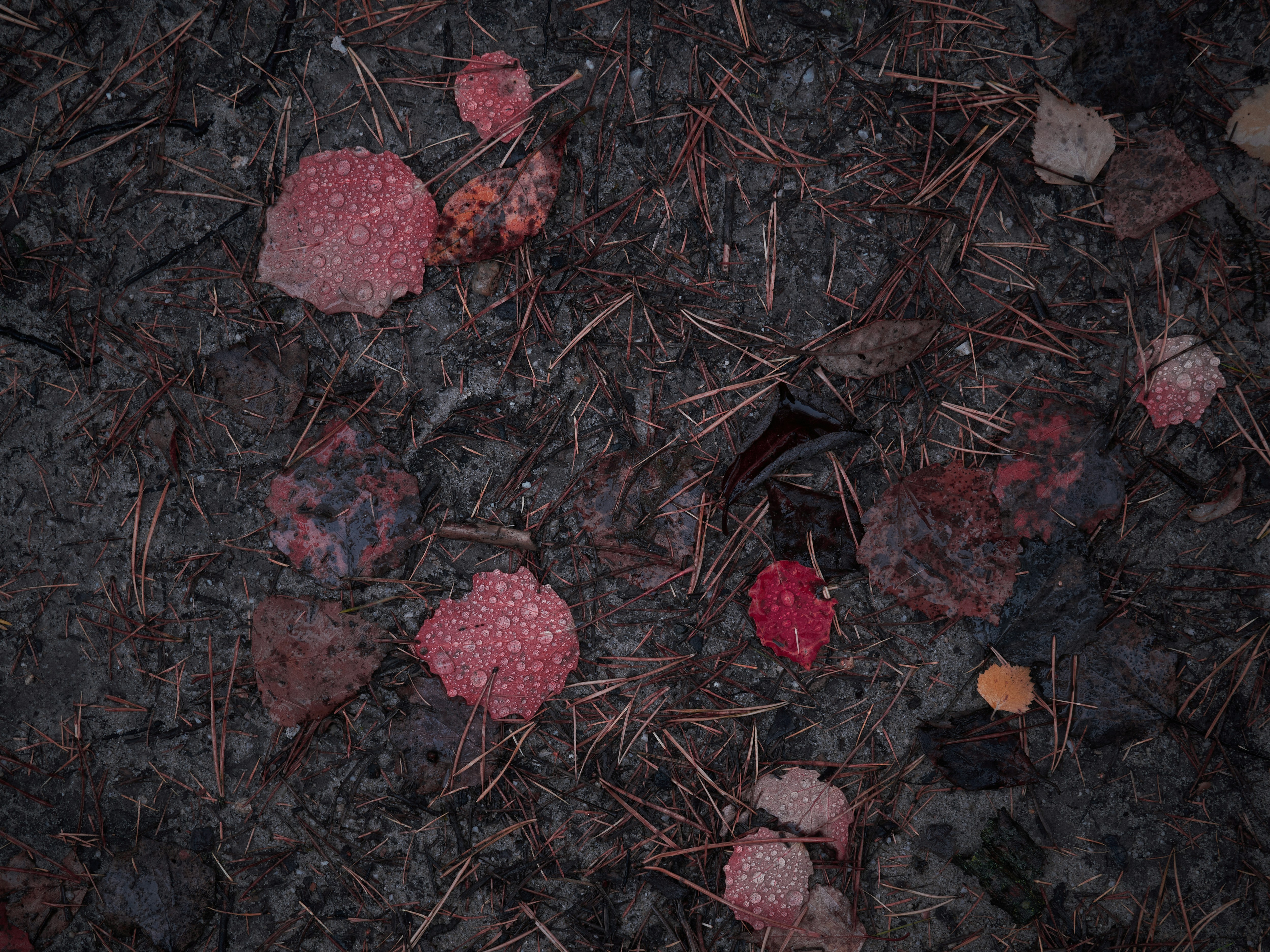 red leaves on the ground