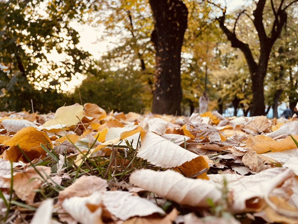 a group of leaves on the ground