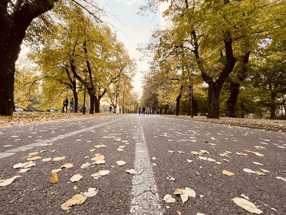 a paved road with trees on either side of it