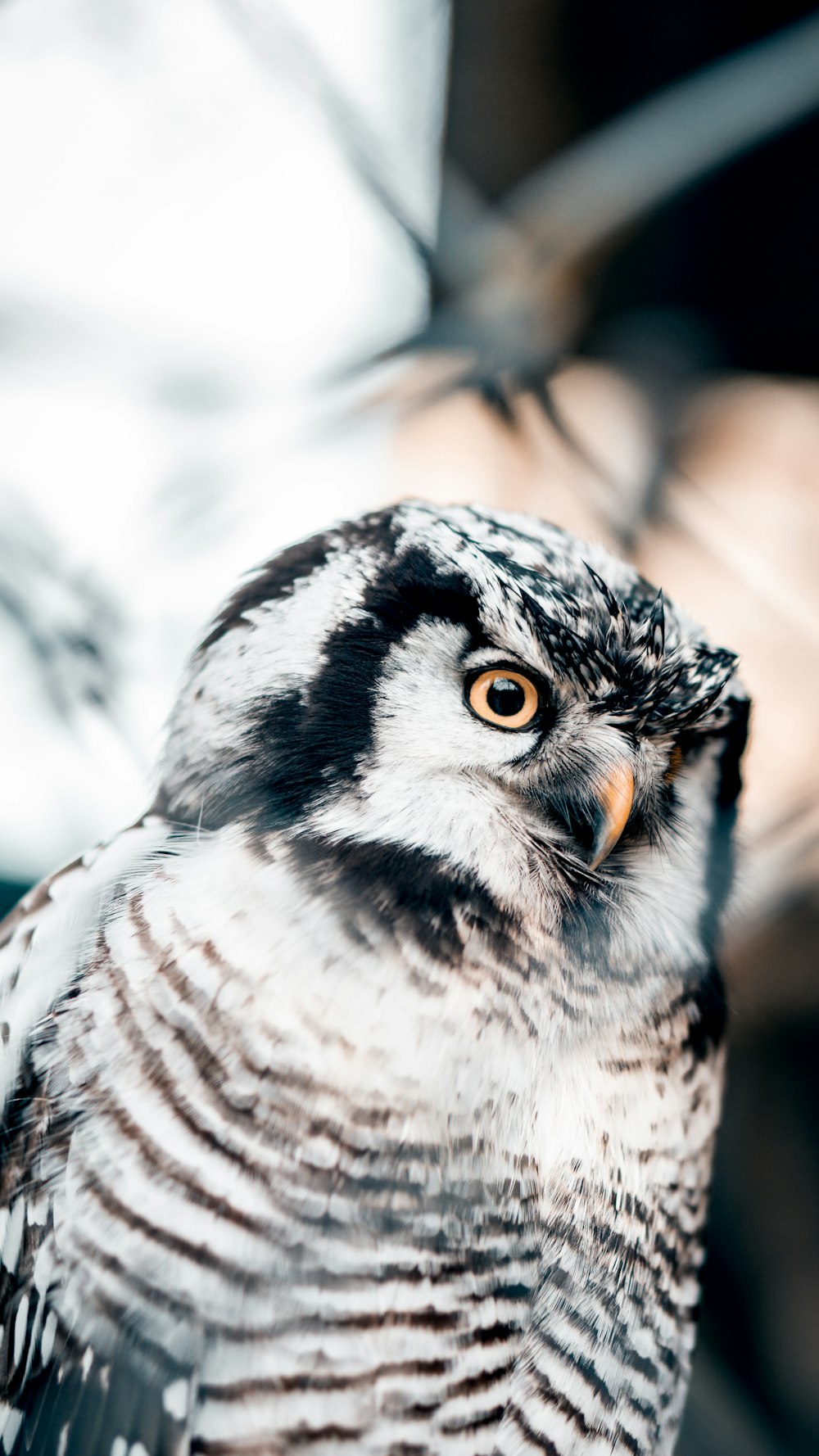 a close up of a bird