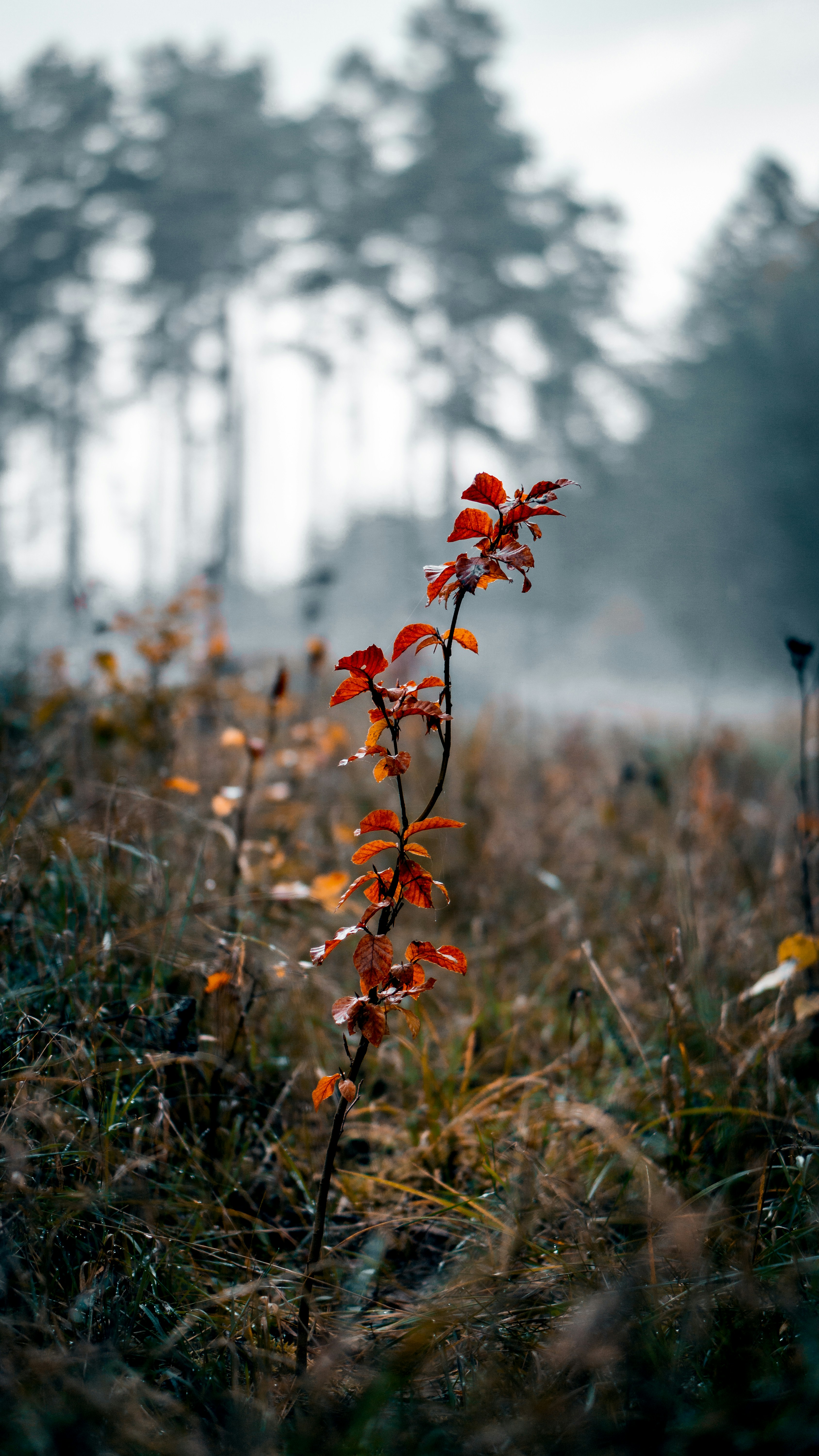 Photo by bielej