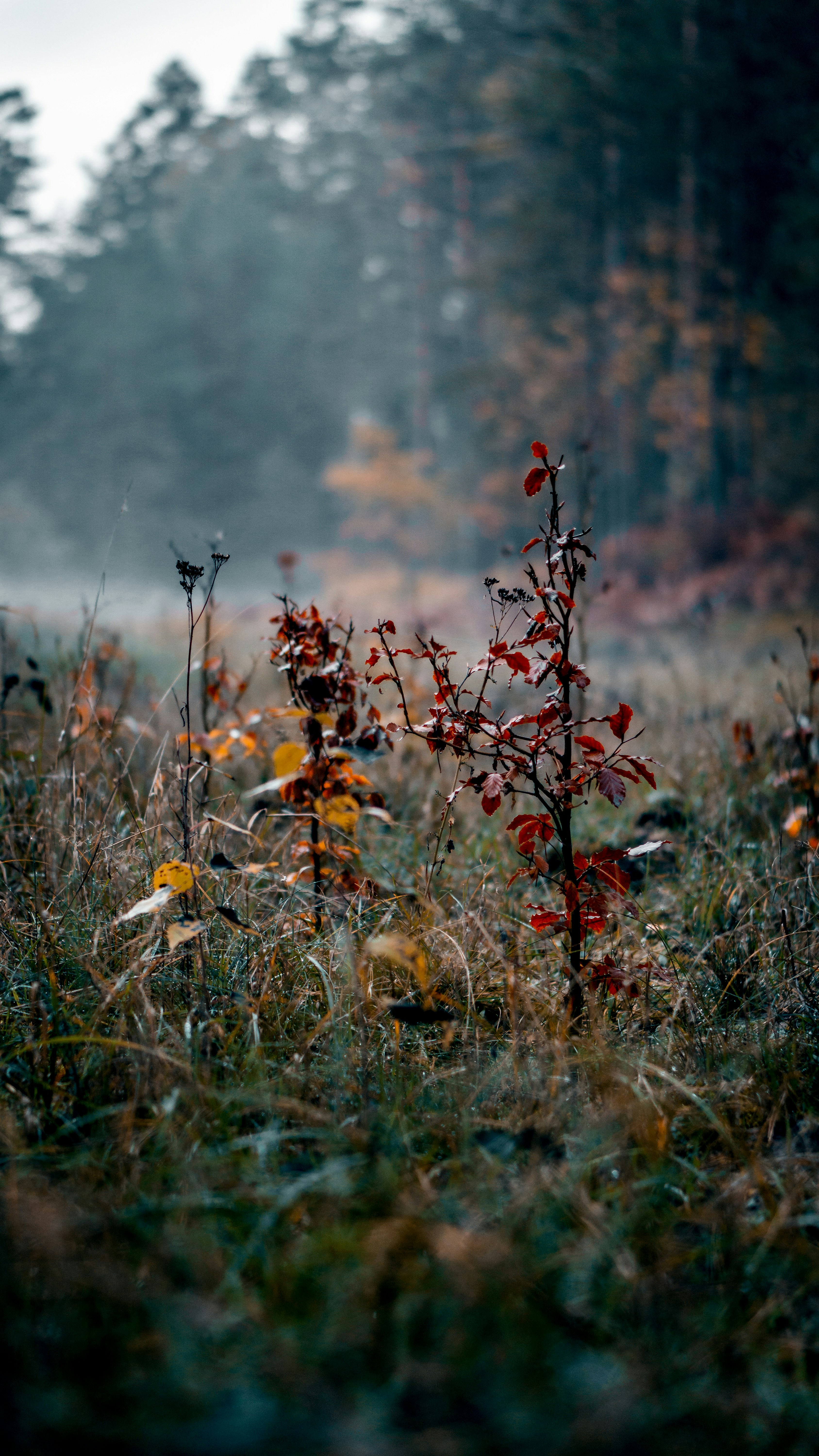 Photo by bielej