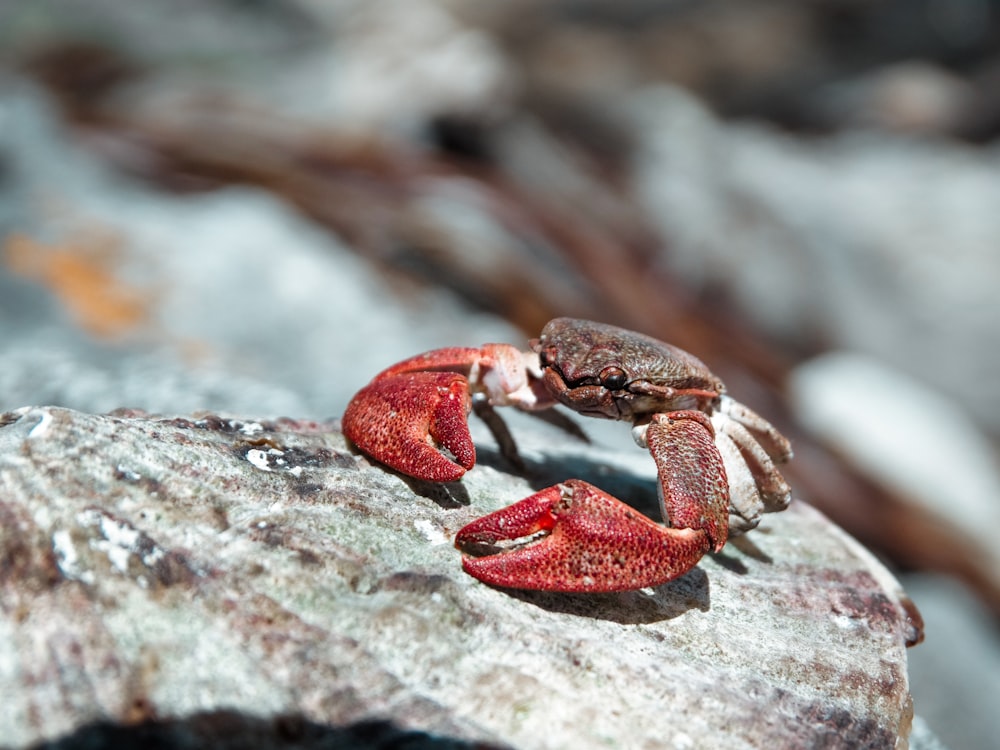 a group of red mushrooms