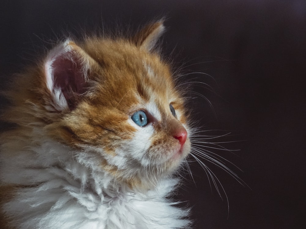 Eine Katze mit blauen Augen