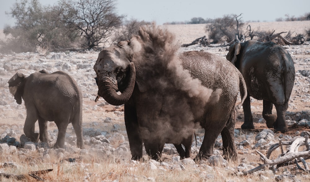 éléphants marchant dans la nature