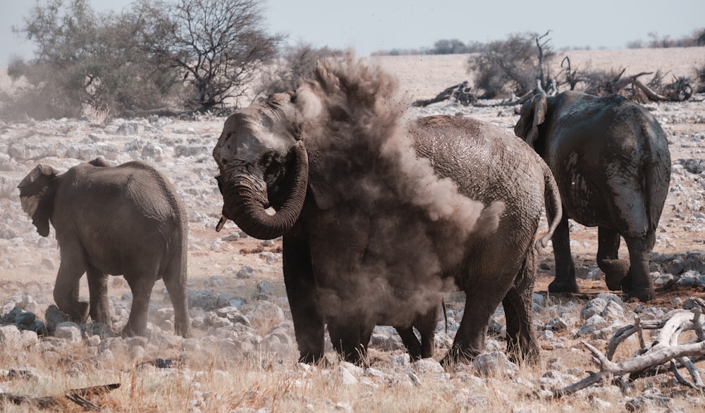 Elefanti che camminano in natura