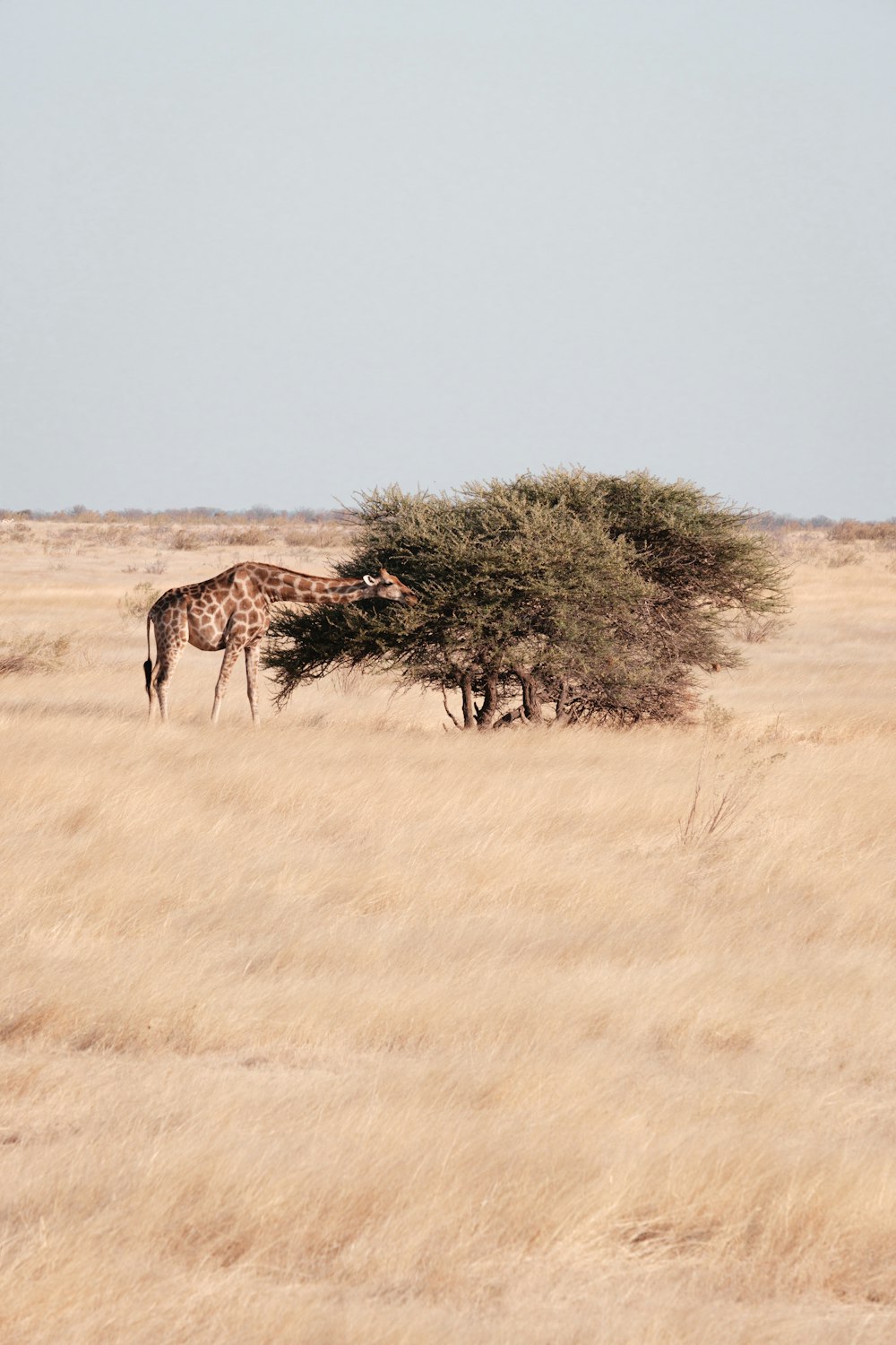 giraffes standing around in the wild
