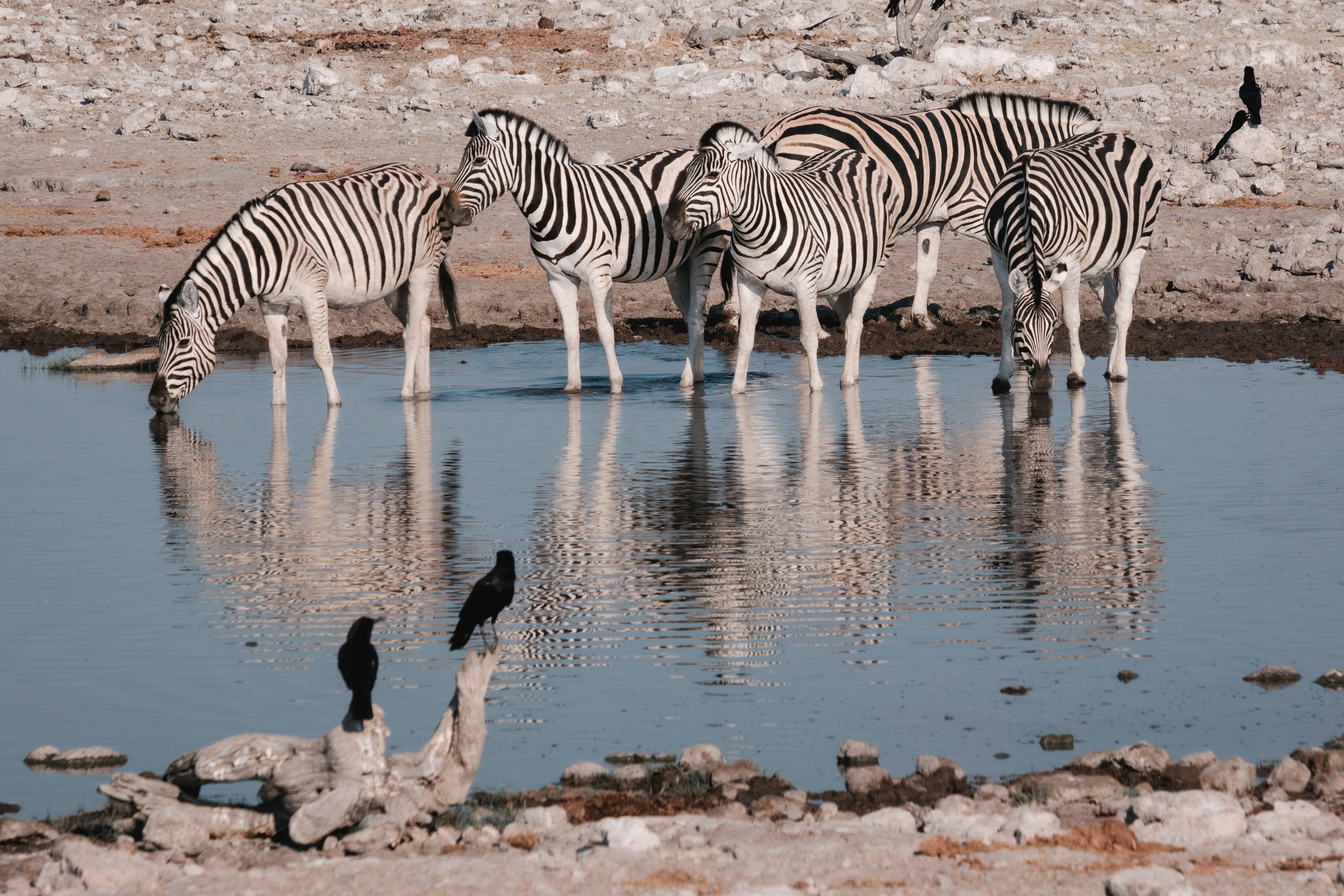 zebras drinking water from a river, Zebras at the waterhole