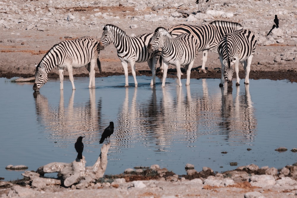 zebras drinking water from a river