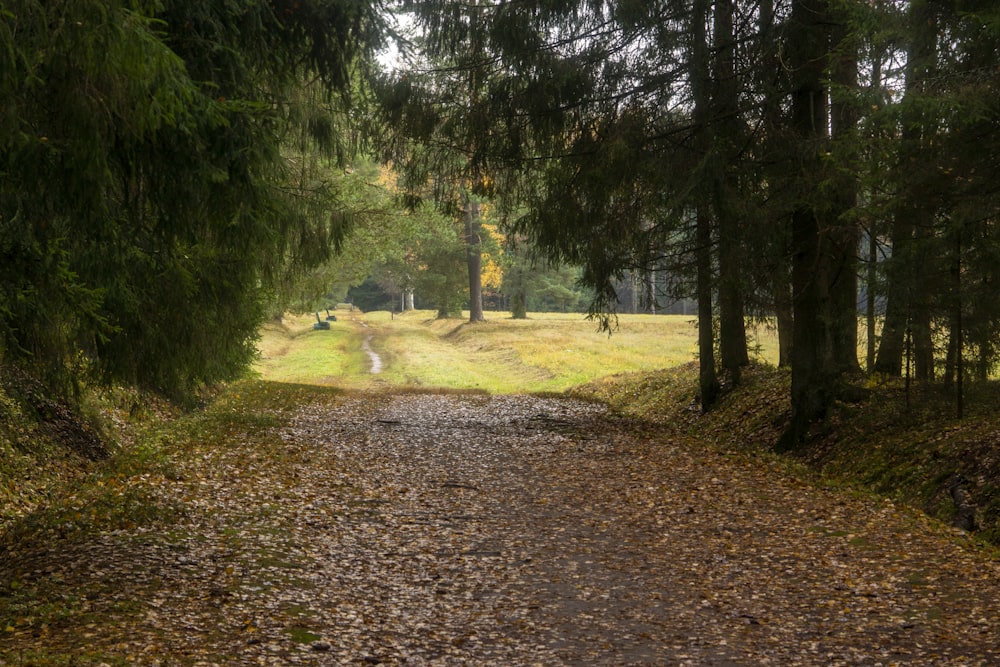 a dirt road in a forest