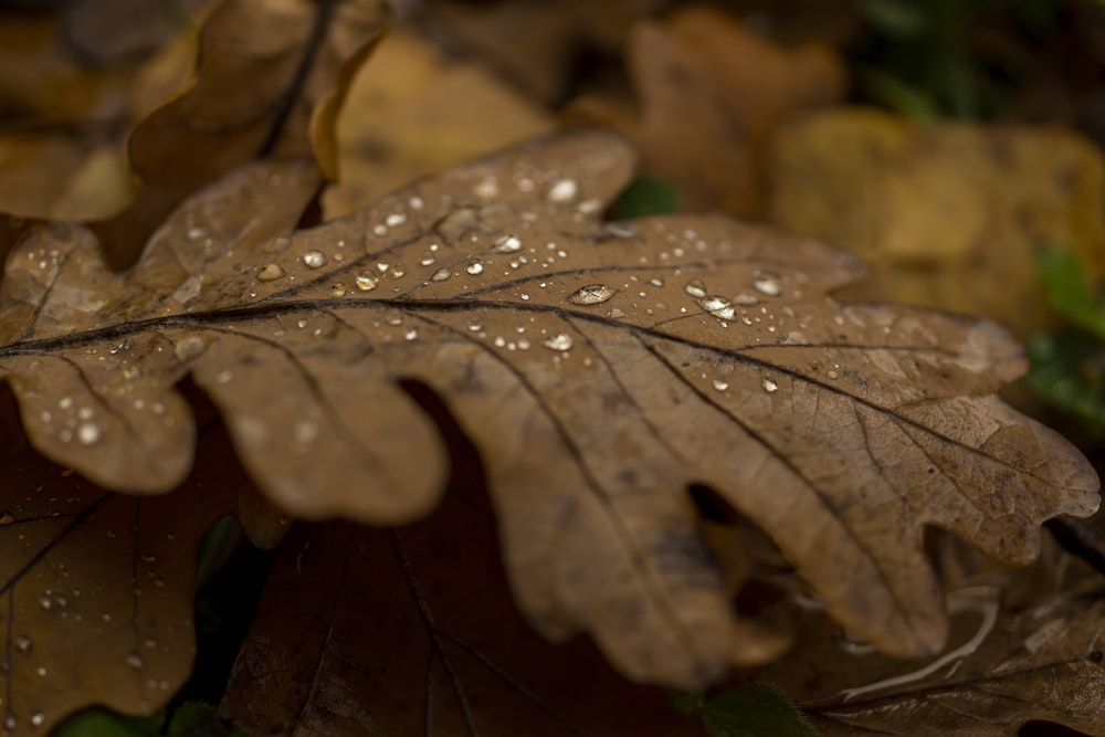 a close up of a leaf