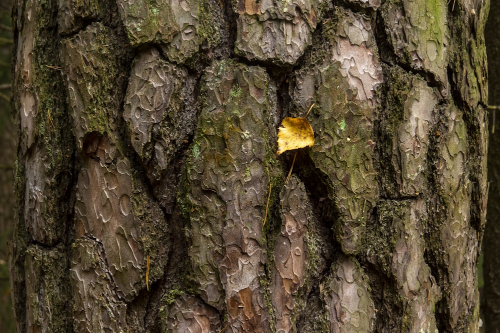 a yellow bug on a tree