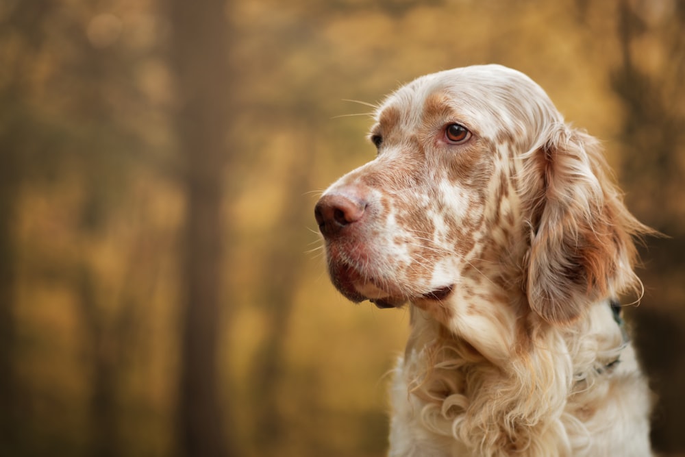 a dog looking up