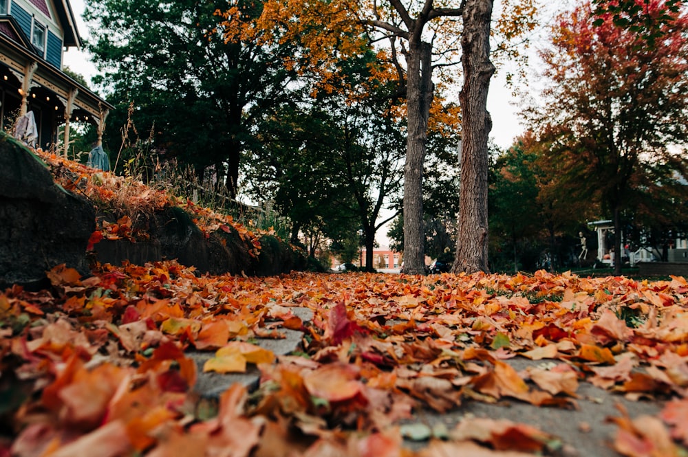 a group of leaves on the ground