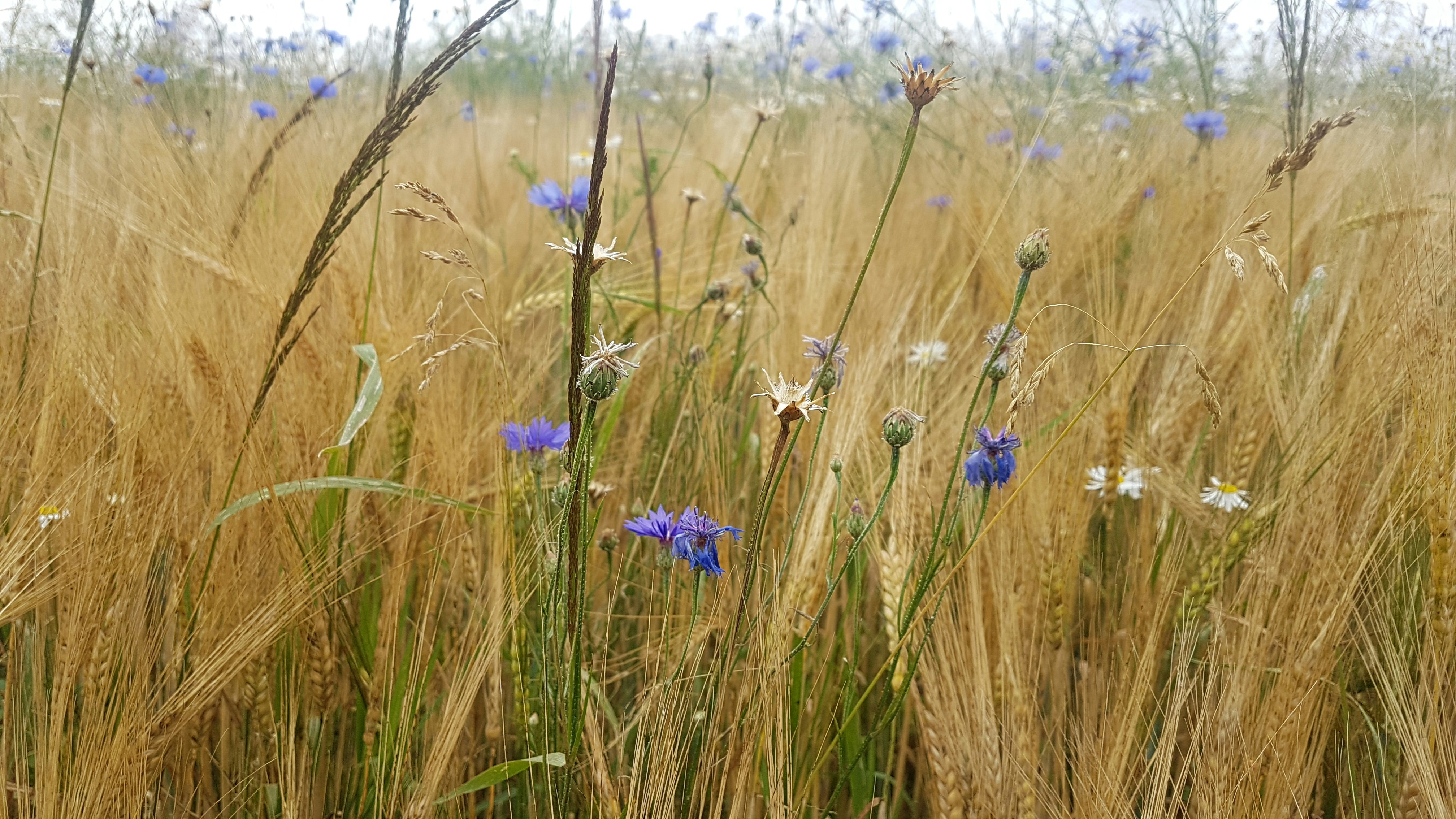 Photo by vienna4free