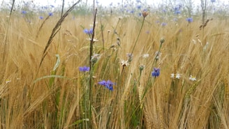 a field of tall grass with flowers