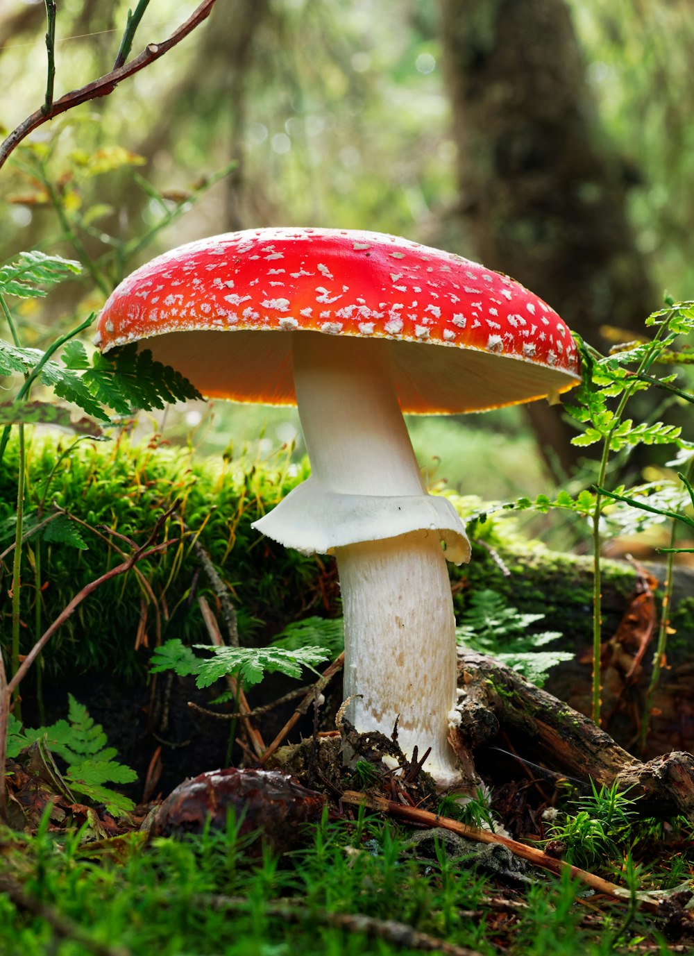 a mushroom growing in the woods