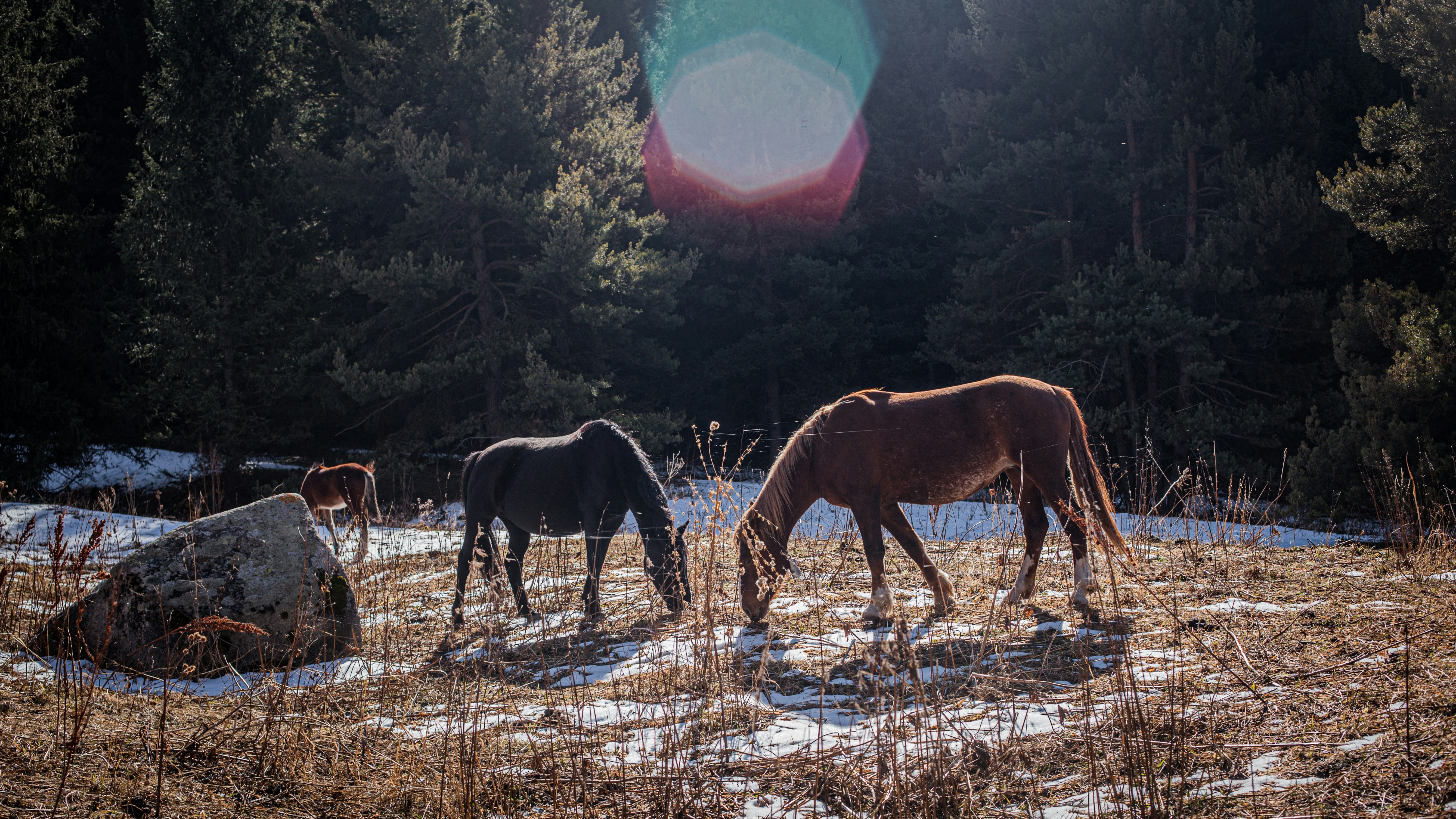 horses grazing in a field