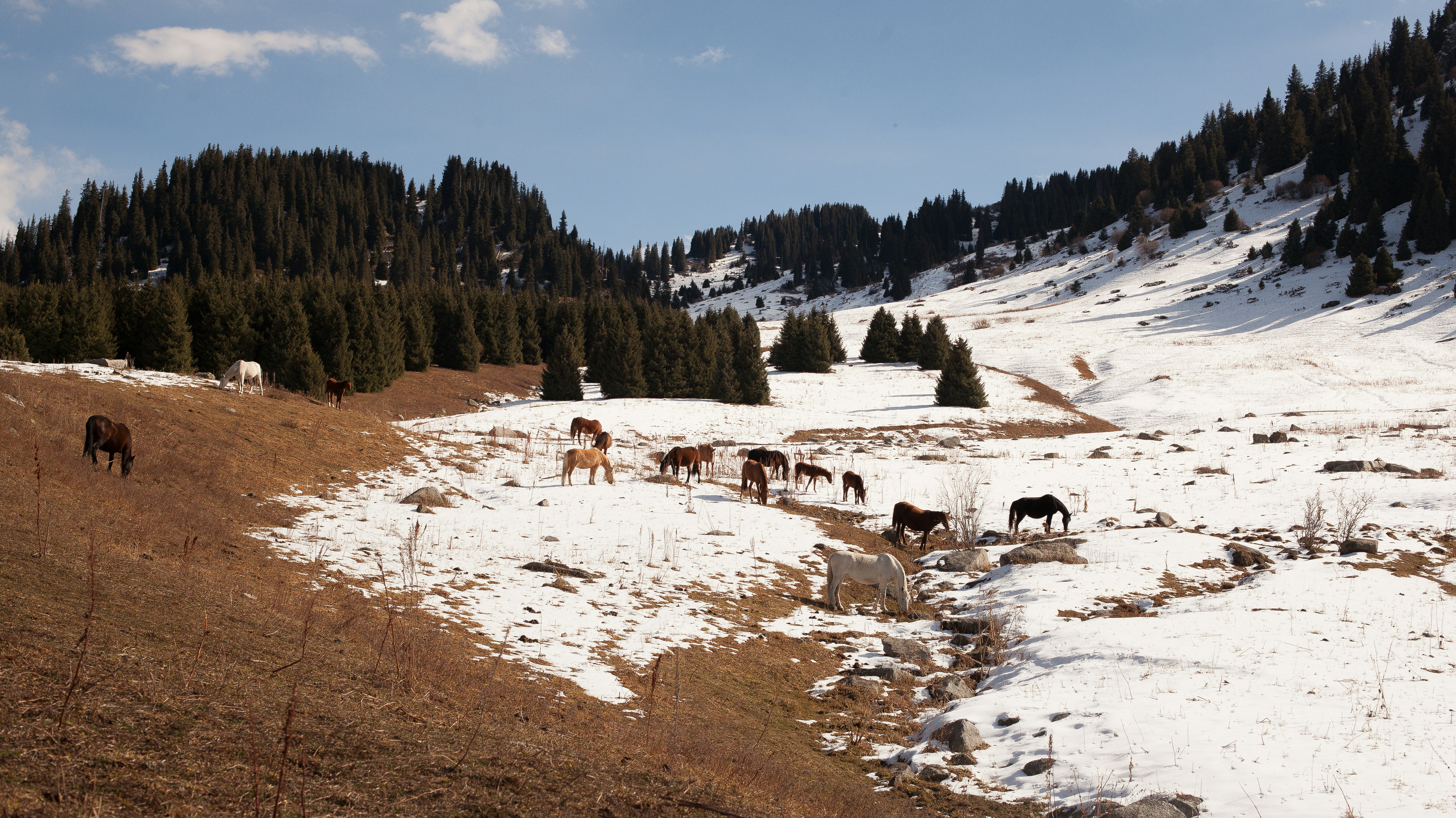 a group of animals on a snowy hill