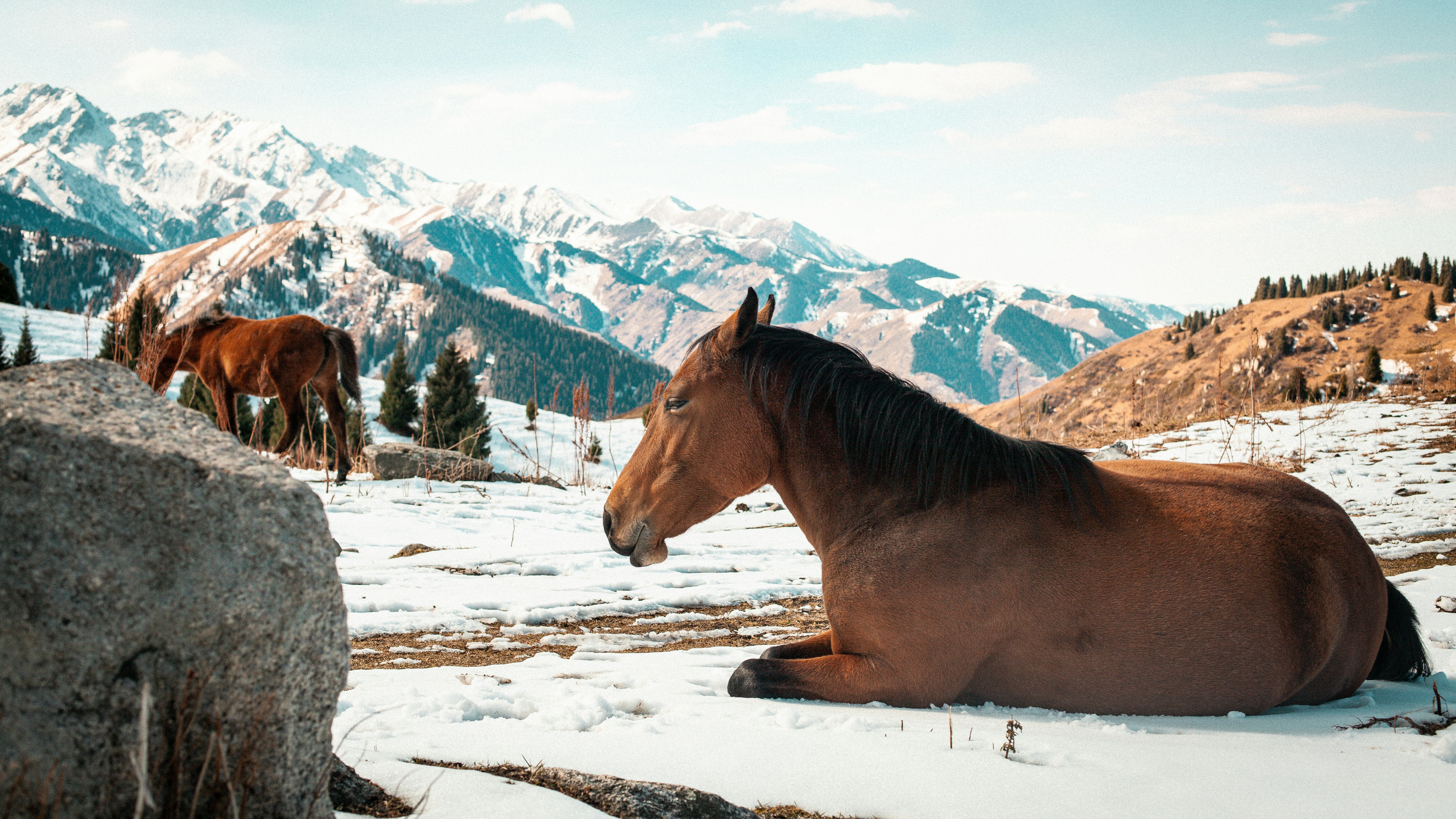 horses lying in snow