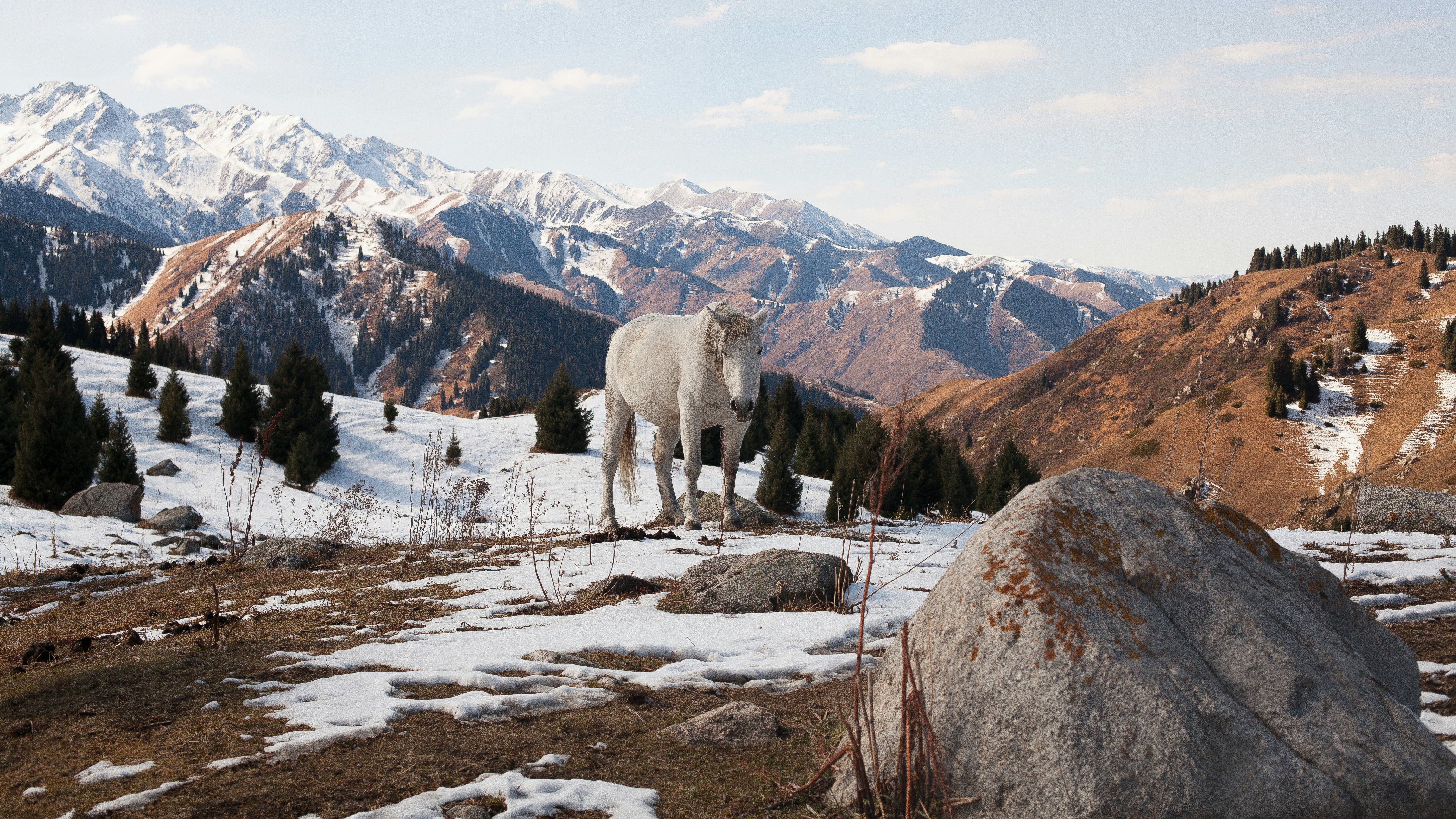 a horse standing on a snowy mountain