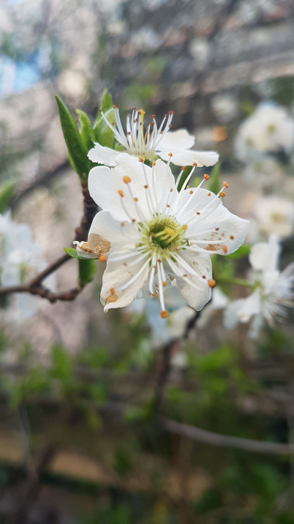 a close up of a flower