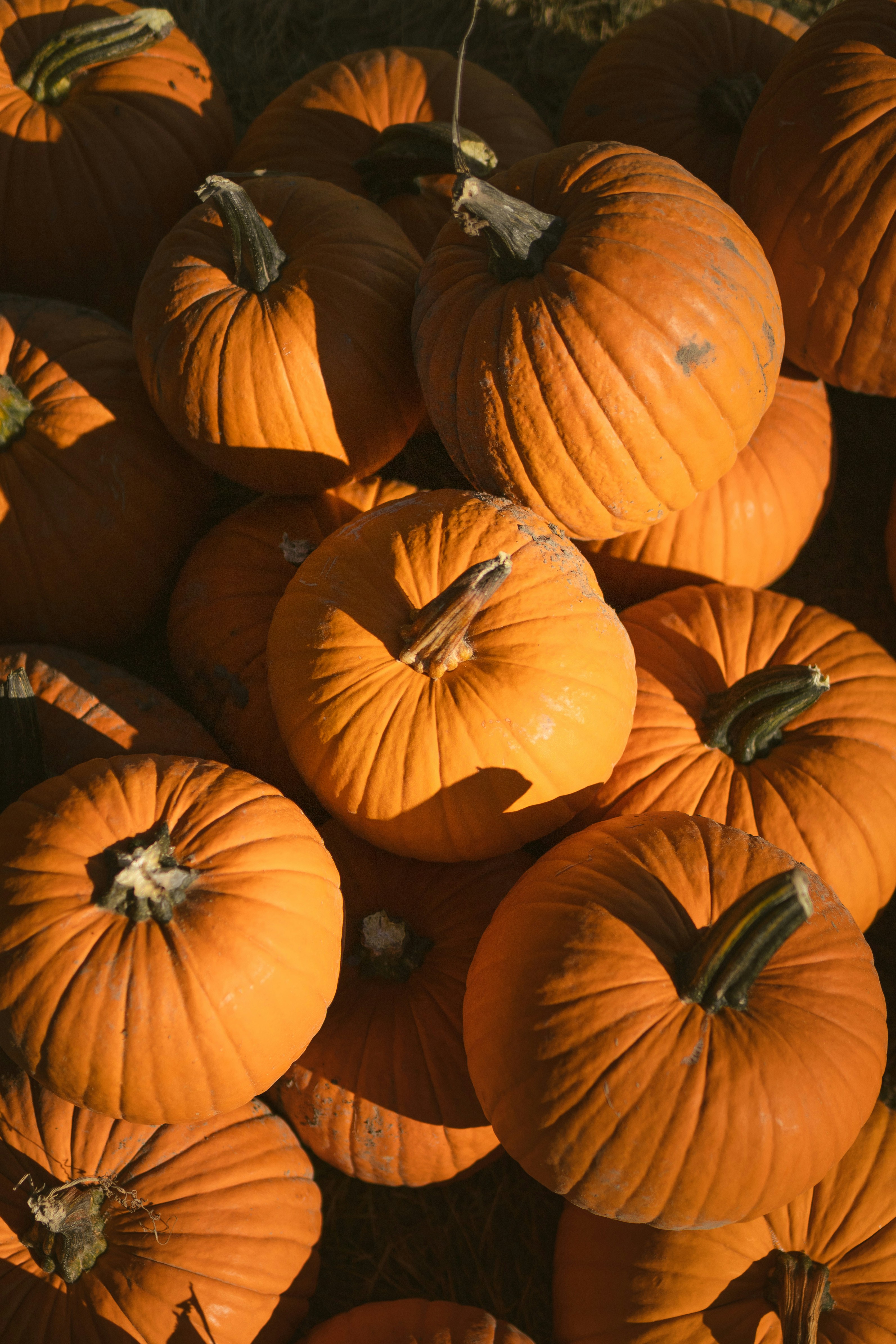 Photo by jeremygerritsen