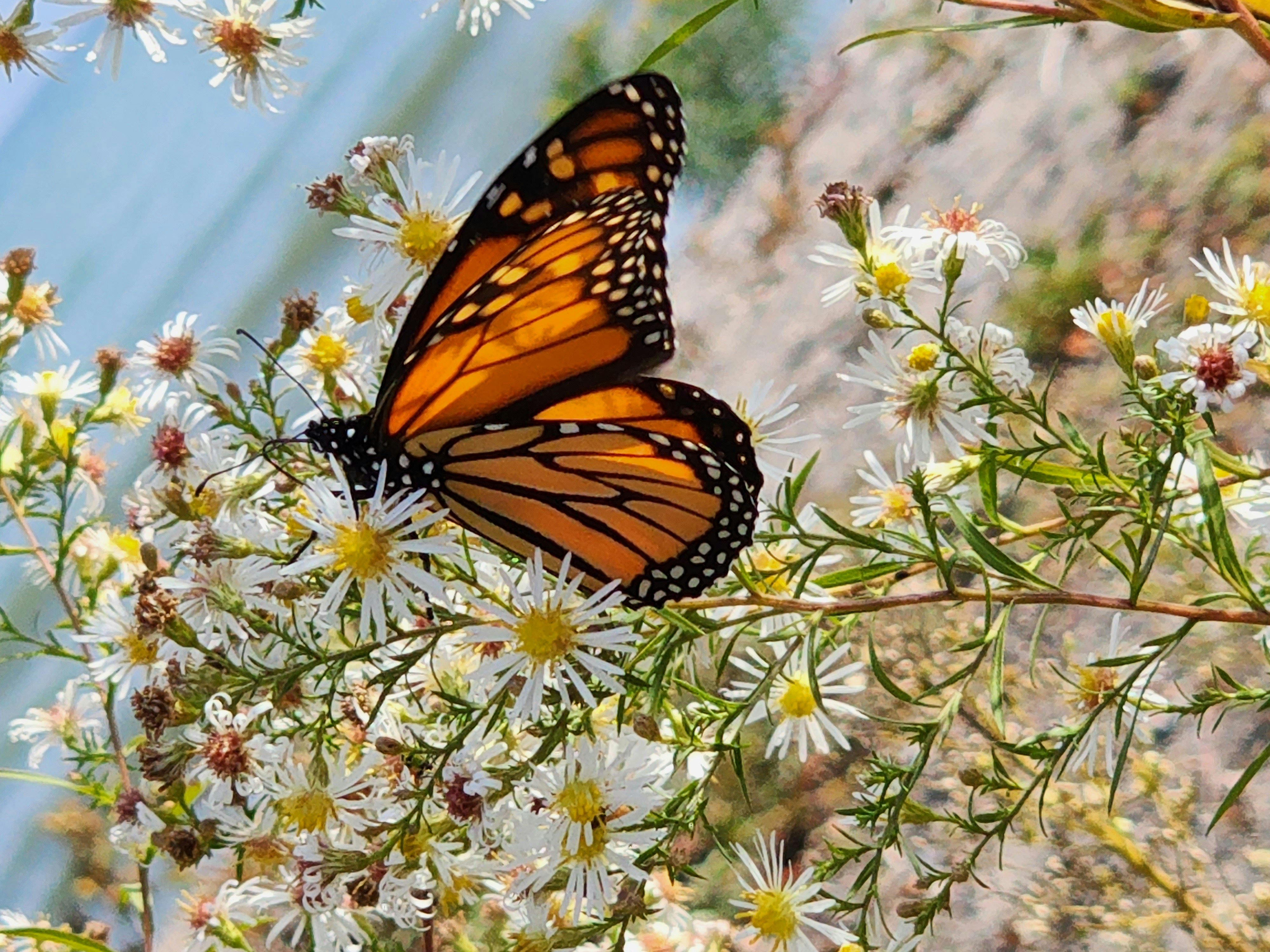 a butterfly on a flower