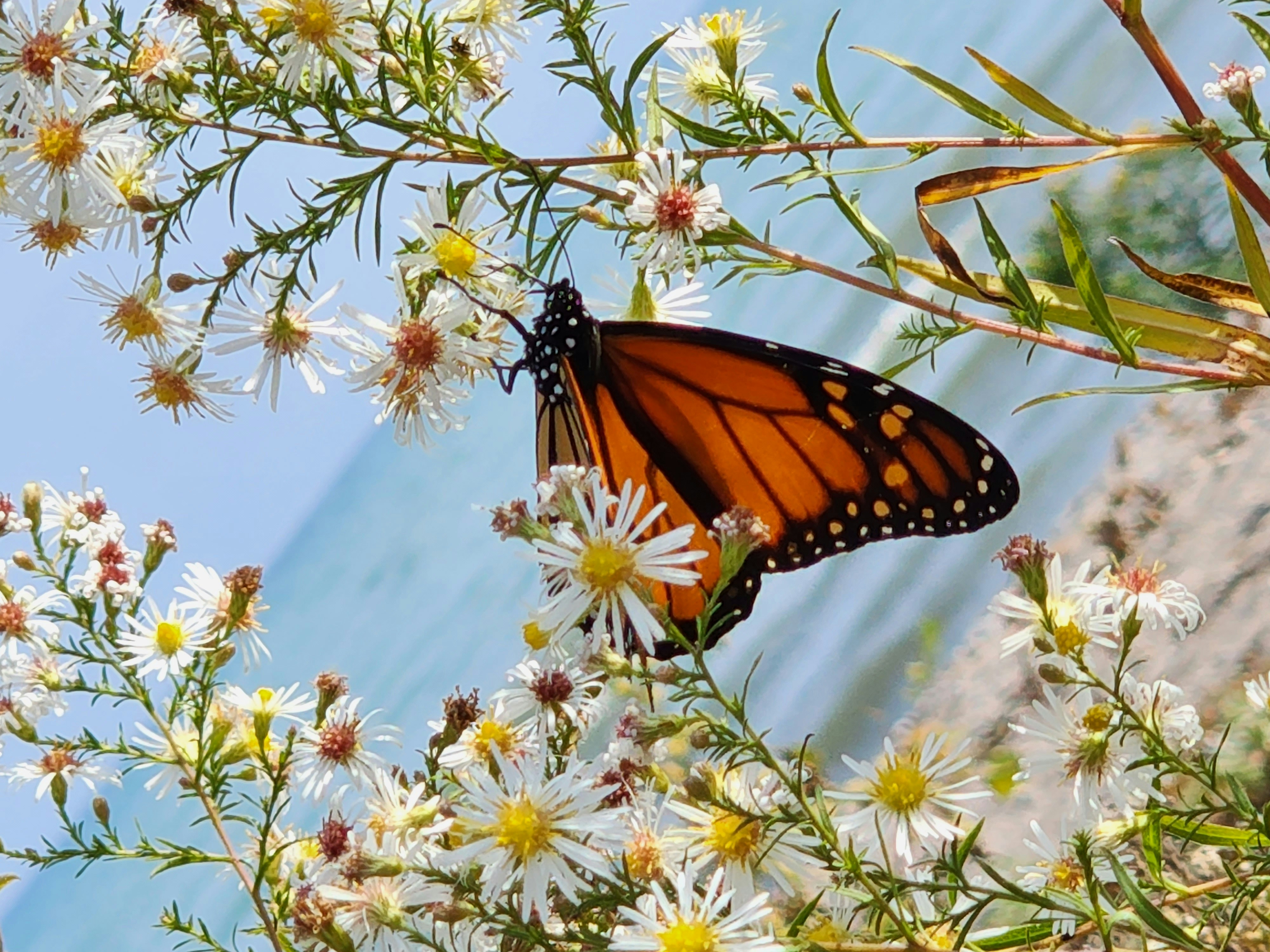a butterfly on a flower