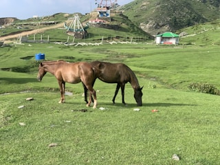 Two horses standing on a lush green meadow, with one grazing. In the background, there are rolling hills, amusement park equipment, and a small building with a green roof.
