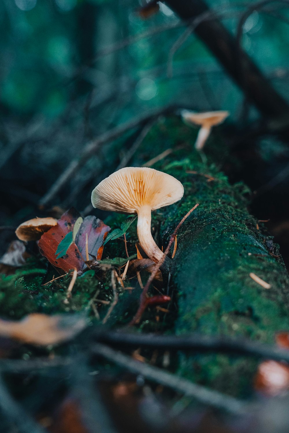 a group of mushrooms growing on a tree branch