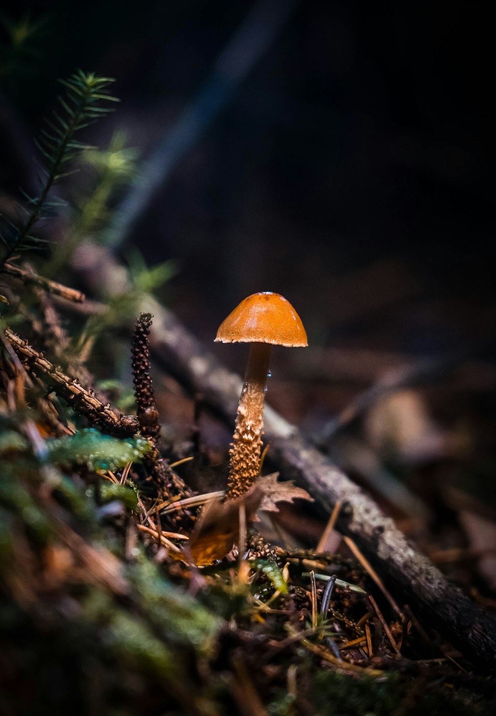 a mushroom growing out of a tree