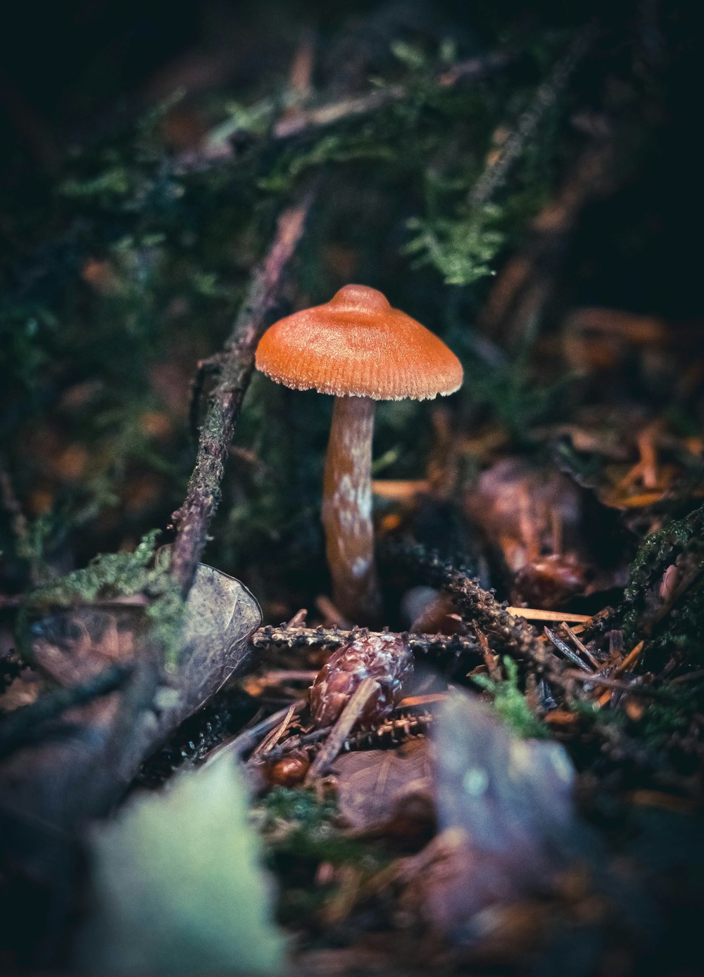 ein Pilz, der im Wald wächst