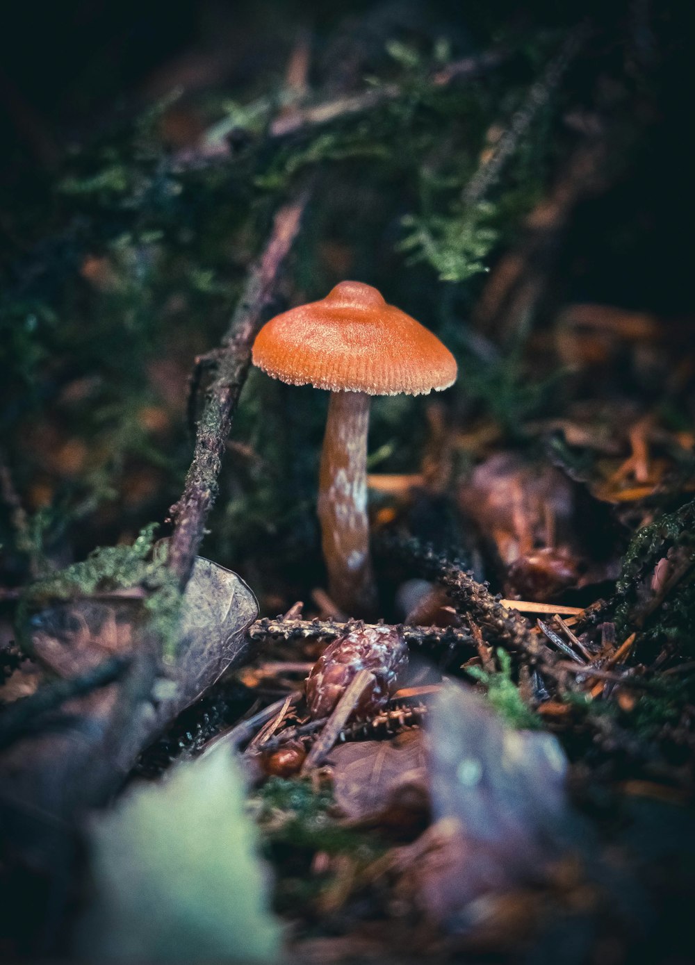 a mushroom growing in the woods