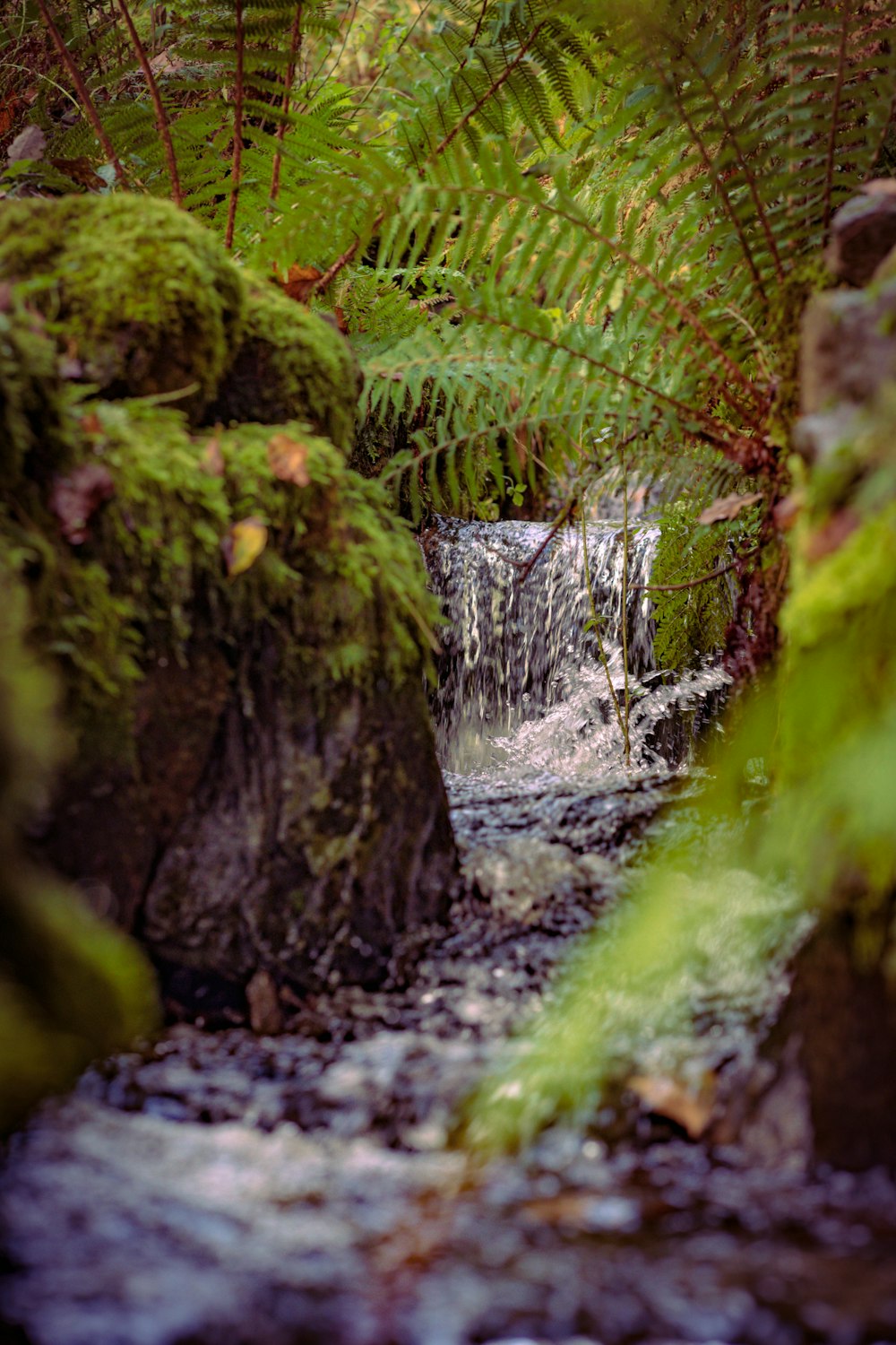 a small waterfall in a forest