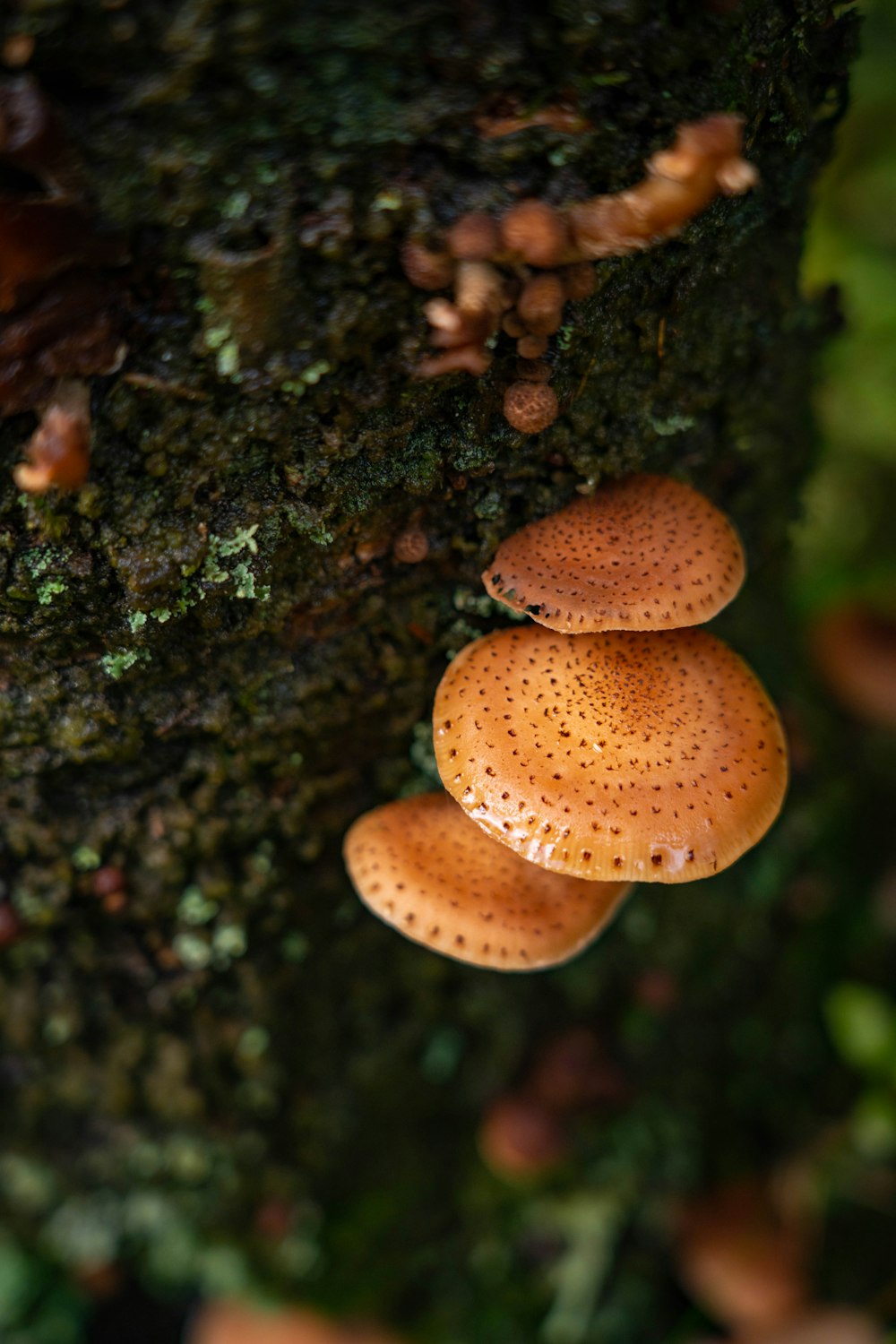 Eine Gruppe von Pilzen, die auf einem Baum wachsen