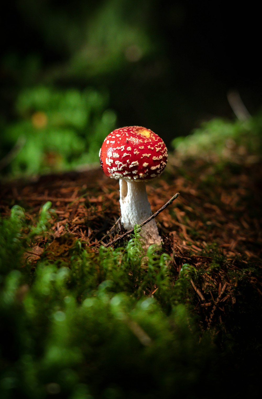 a red mushroom growing out of moss