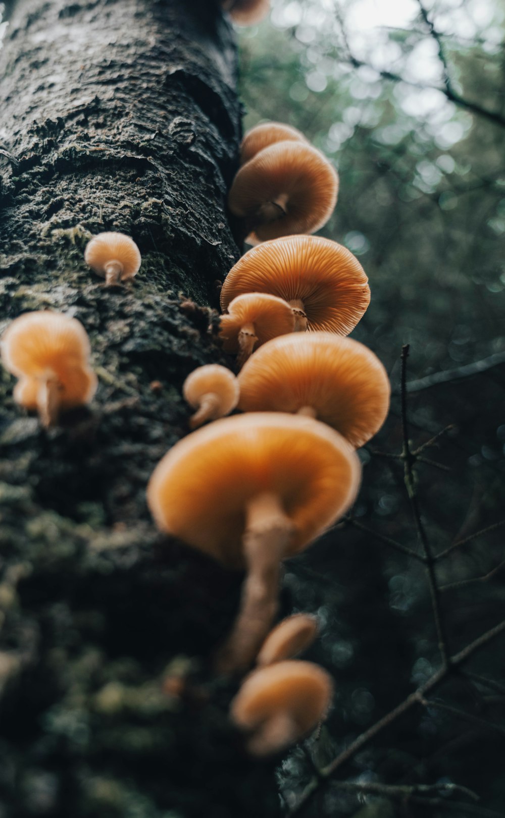 a group of mushrooms growing on a tree