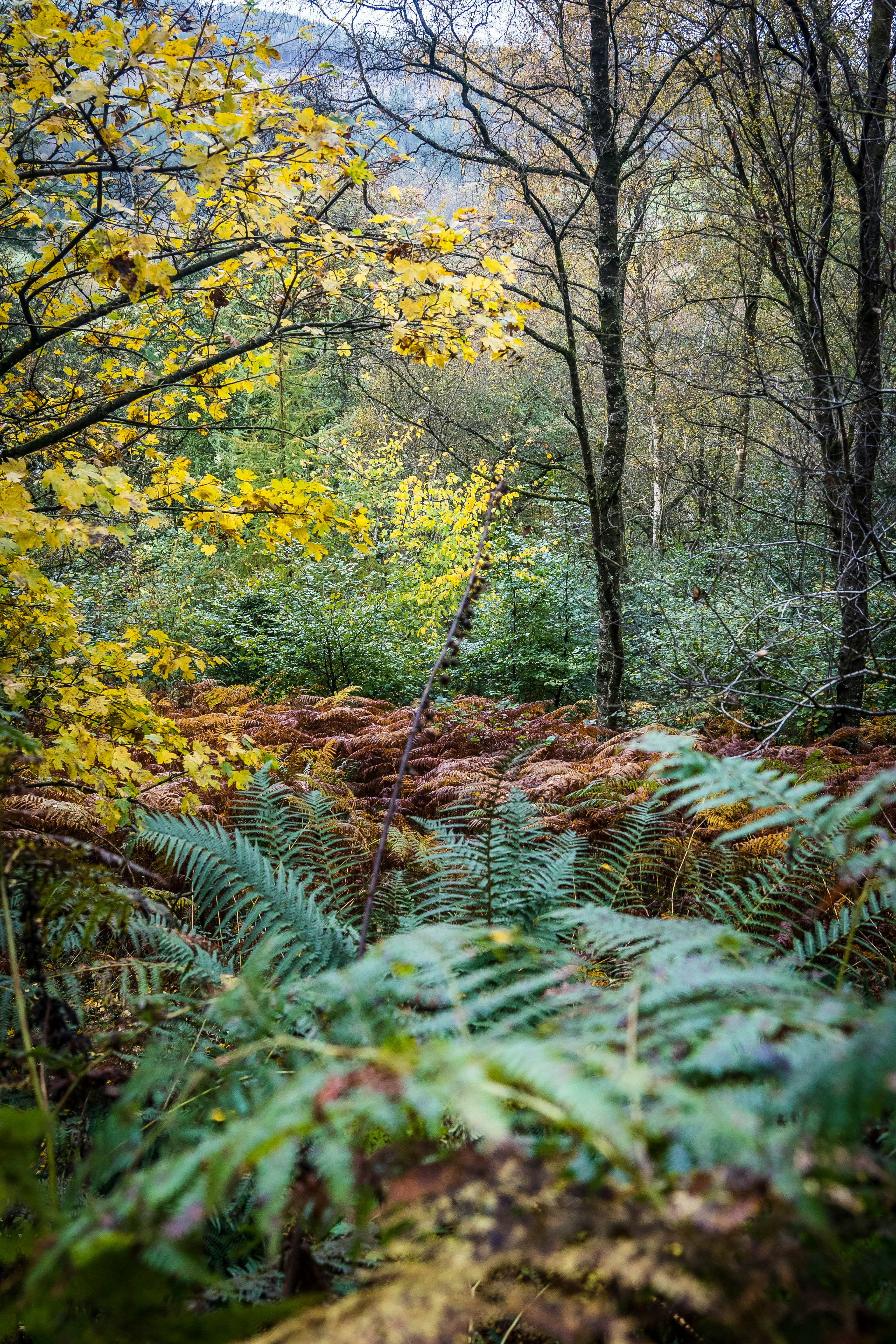 a forest with trees and plants