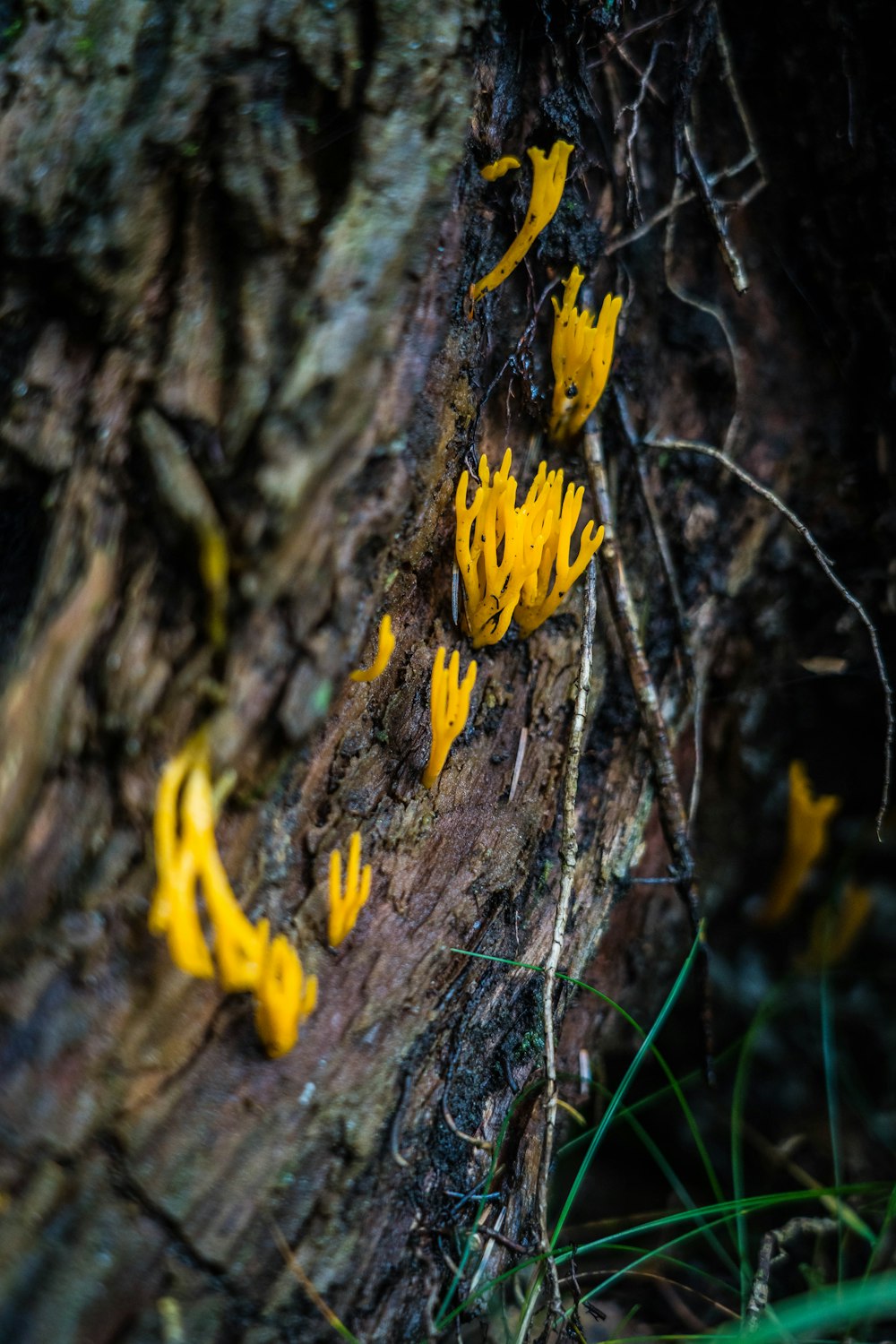 a group of yellow butterflies on a tree