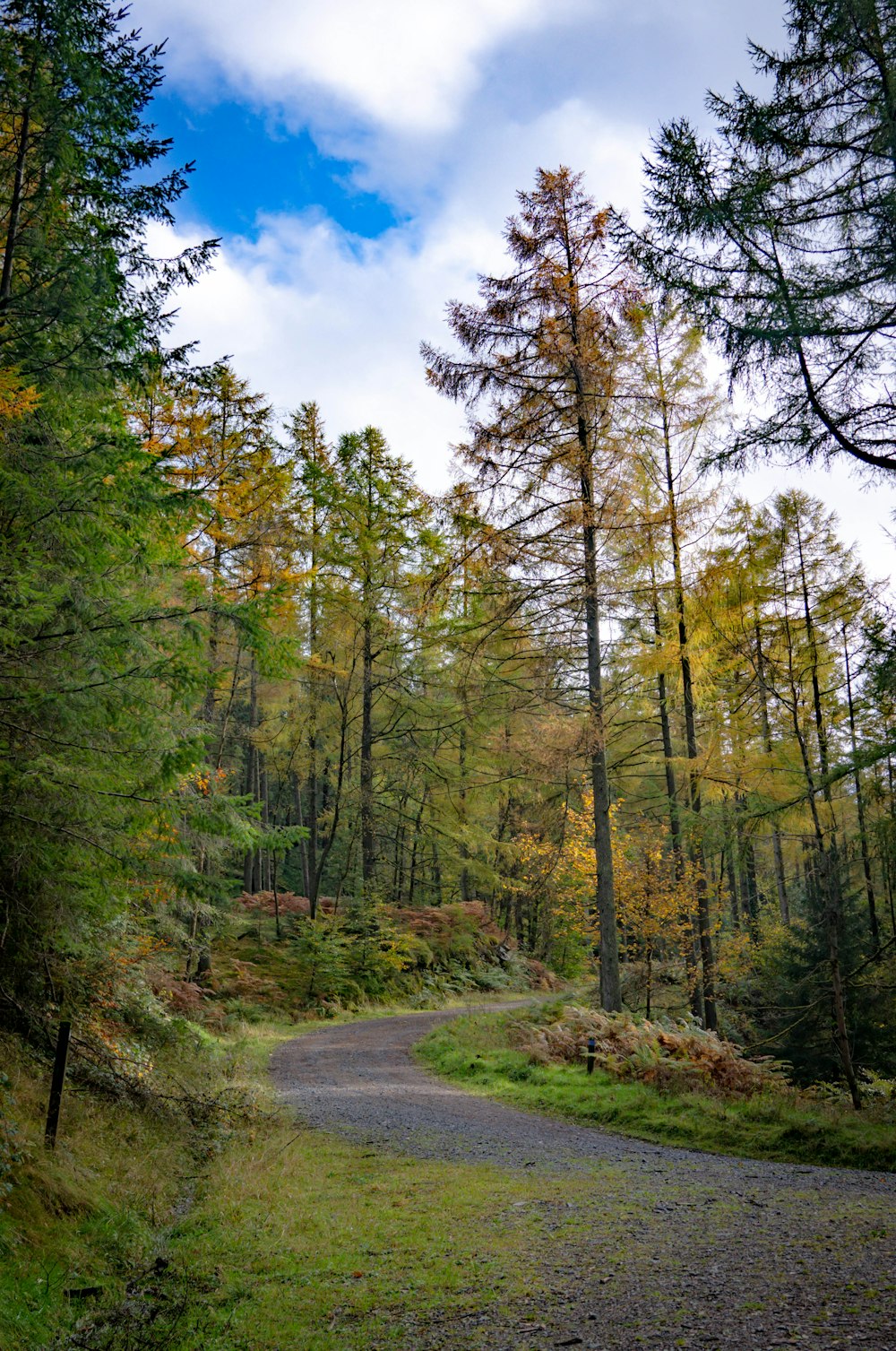 Eine Straße im Wald