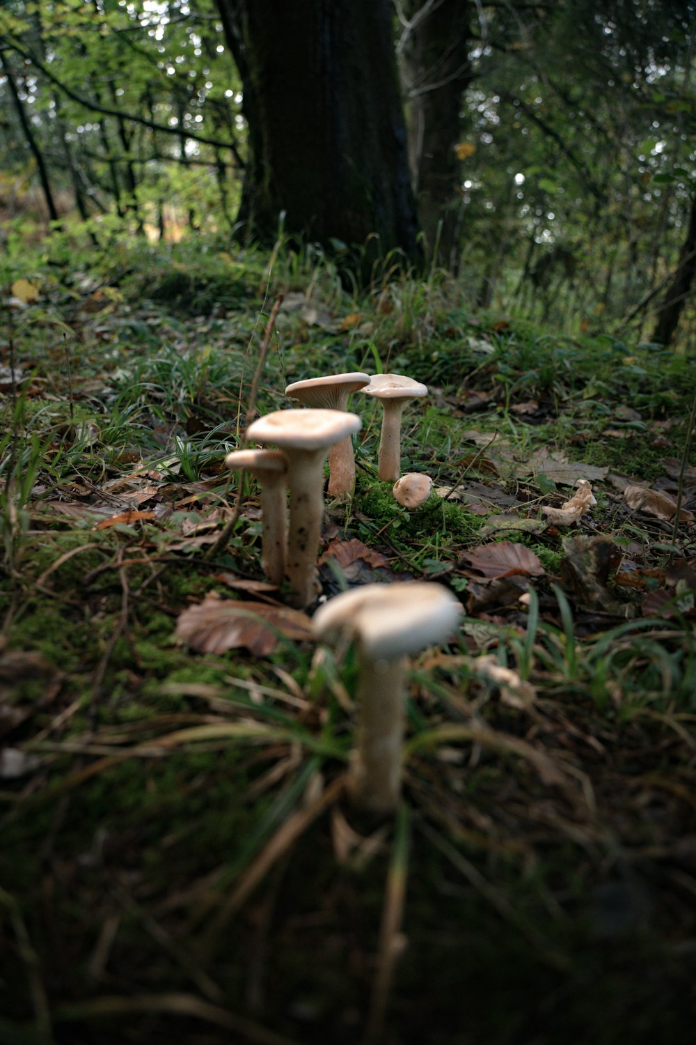 a group of mushrooms growing in the woods