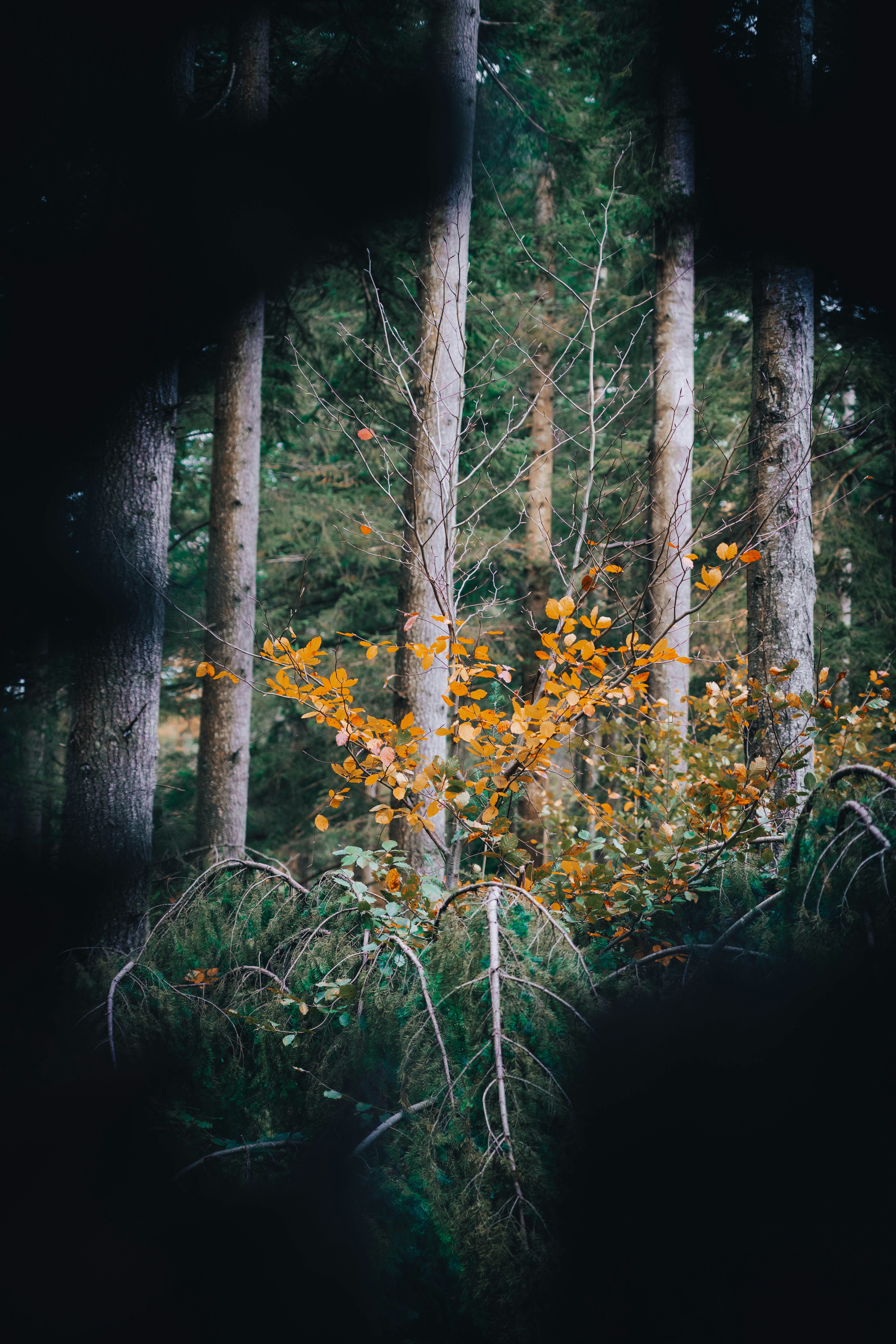 a forest with trees and plants