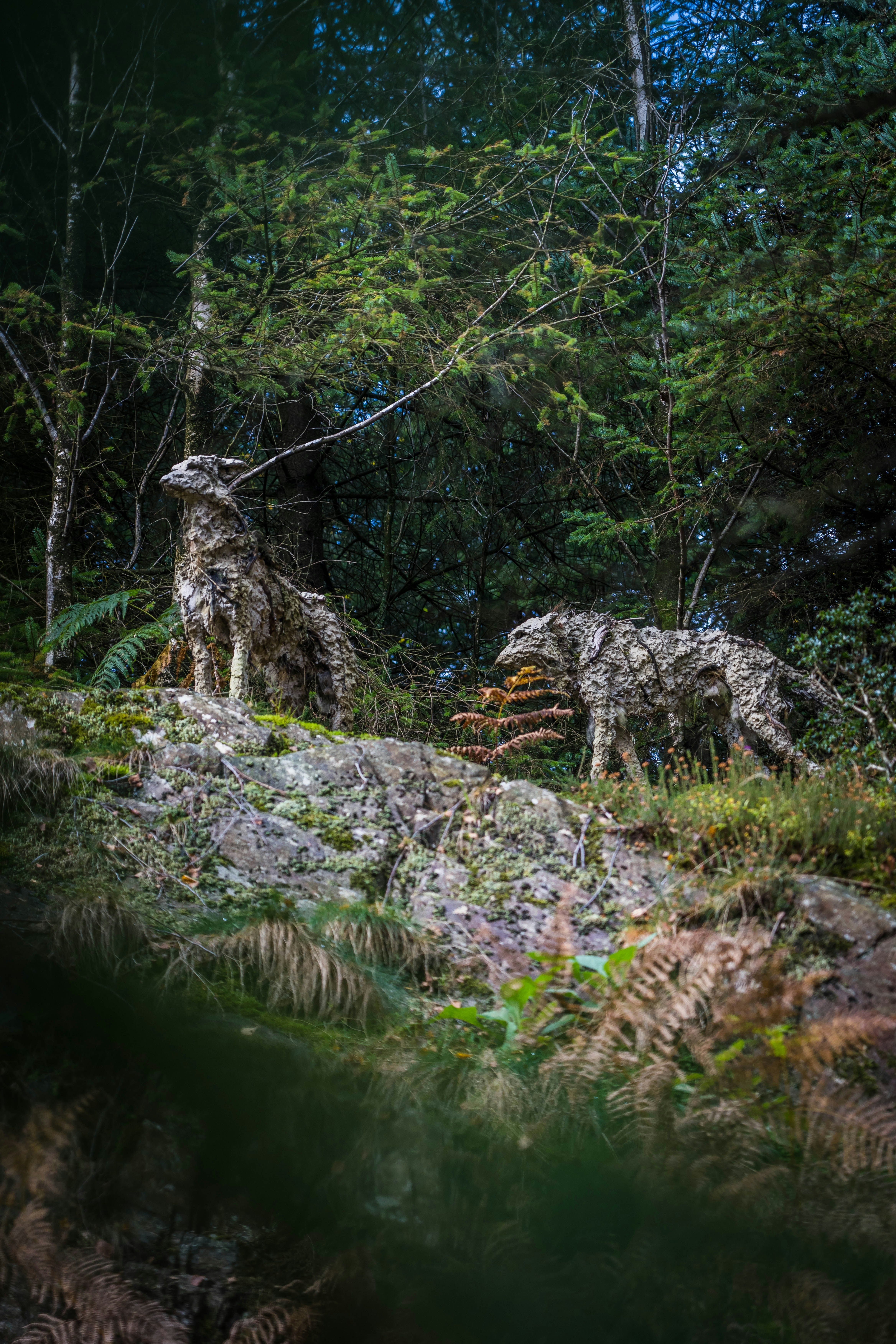 a couple of cheetahs on a rock in the woods