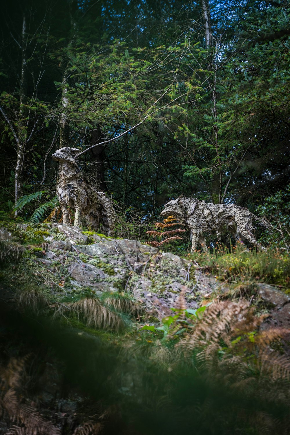 a couple of cheetahs on a rock in the woods