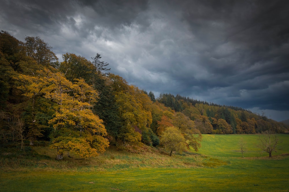 Eine Landschaft mit Bäumen und Gras